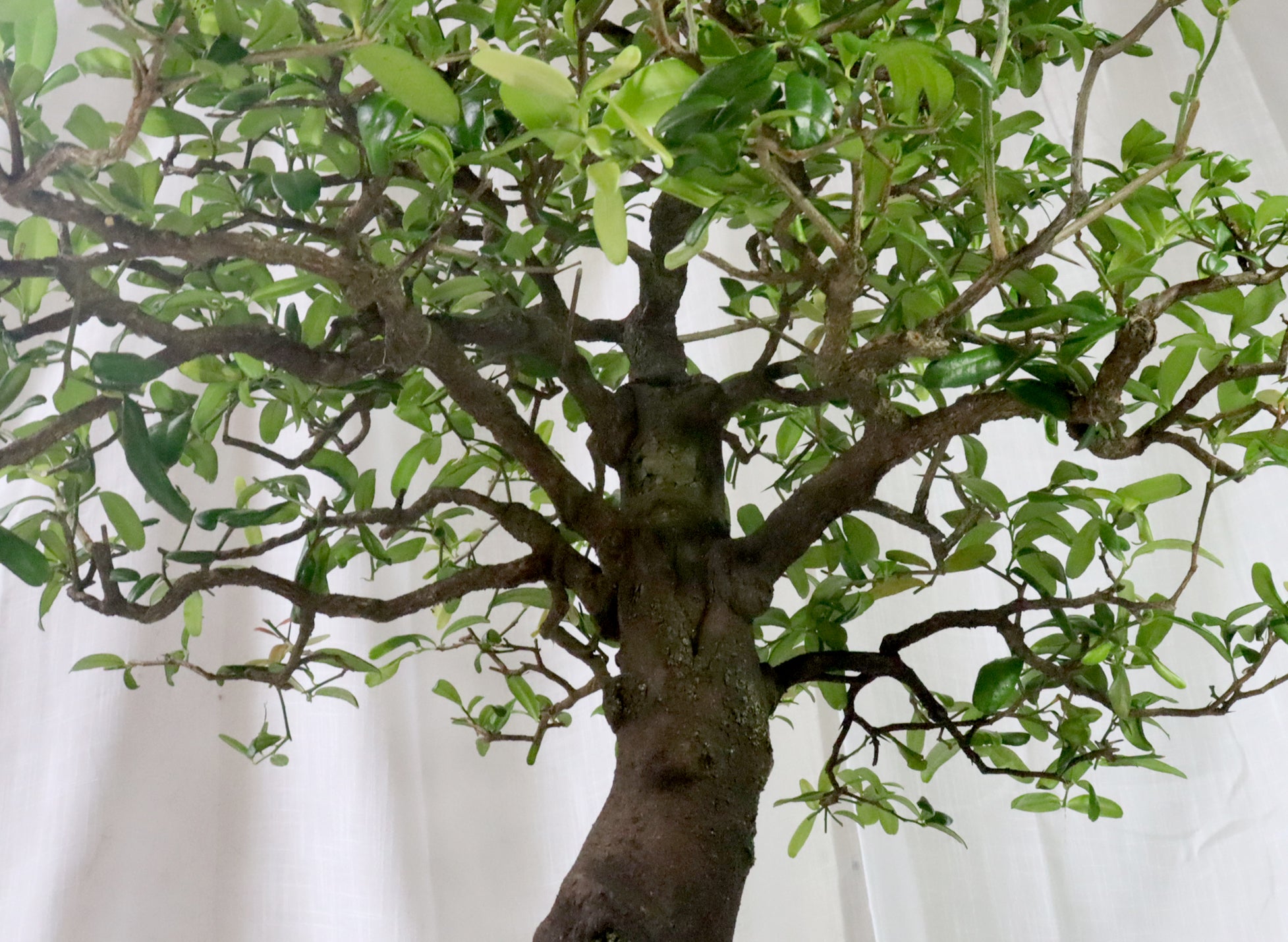Boxthorn (Severina buxifolia) Specimen