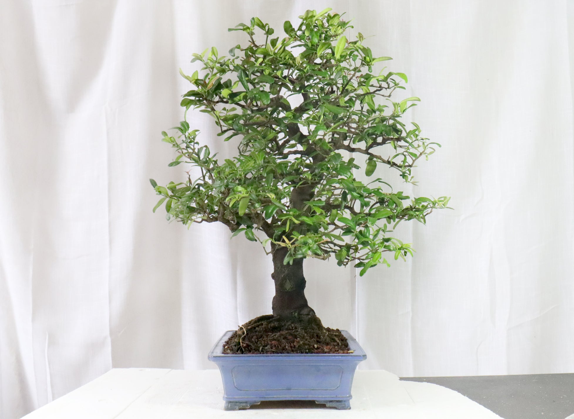 Boxthorn (Severina buxifolia) Specimen