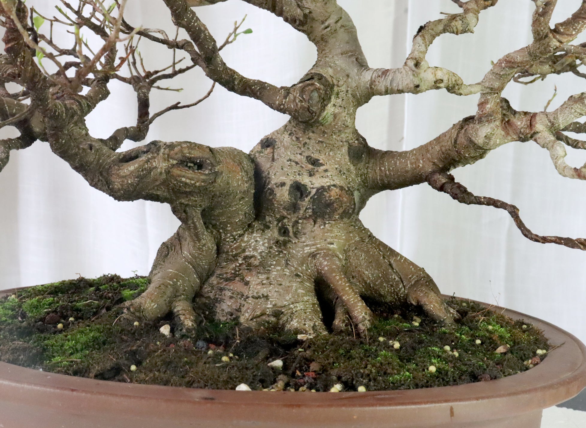 Ficus micropcarpa Specimen (As Seen on YouTube)