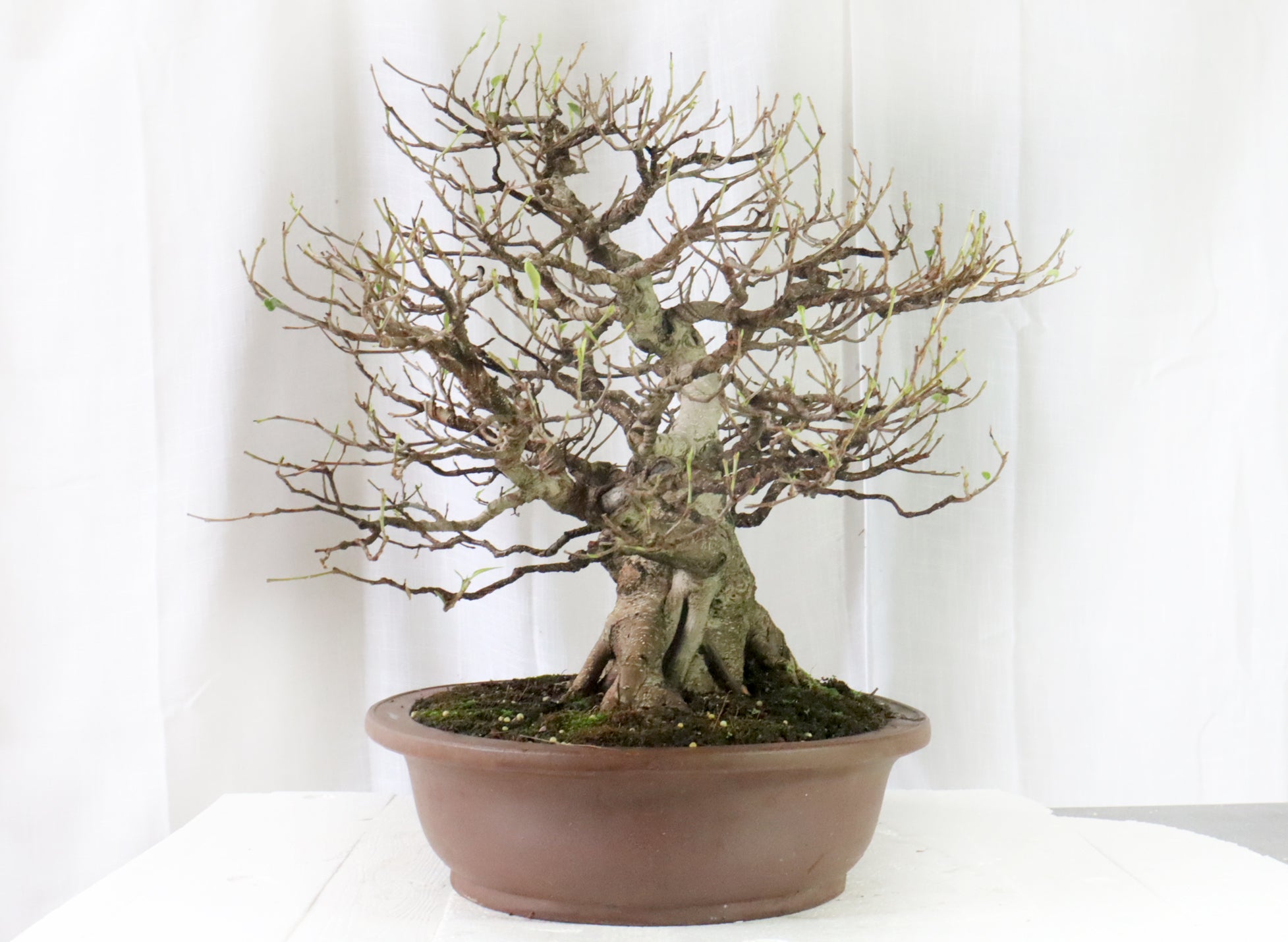 Ficus micropcarpa Specimen (As Seen on YouTube)
