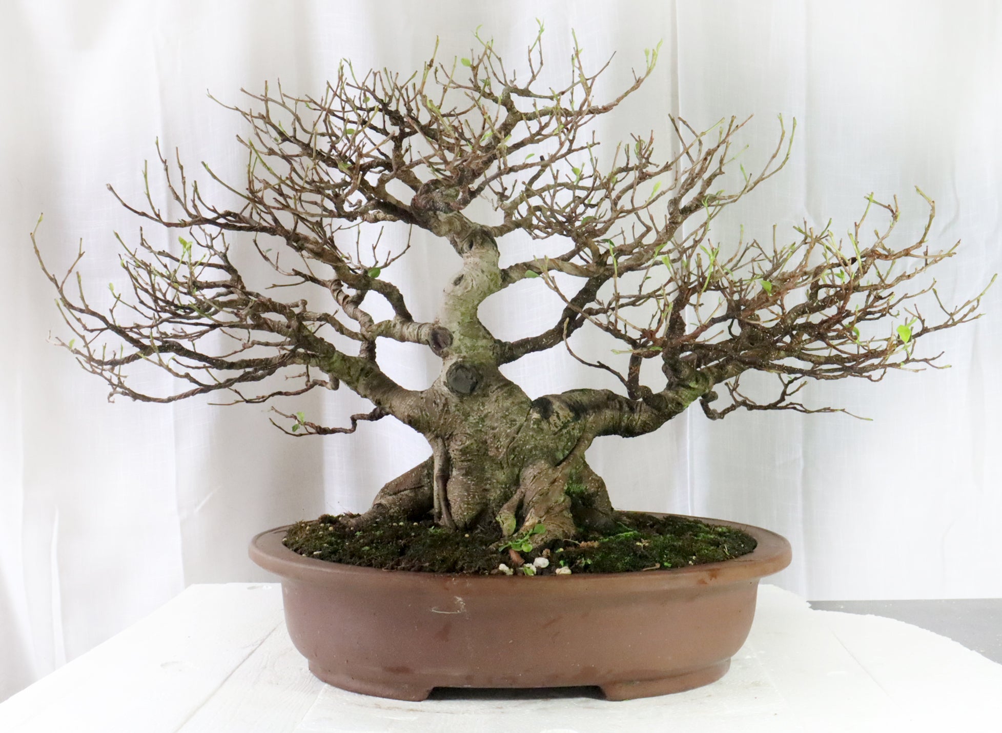 Ficus micropcarpa Specimen (As Seen on YouTube)