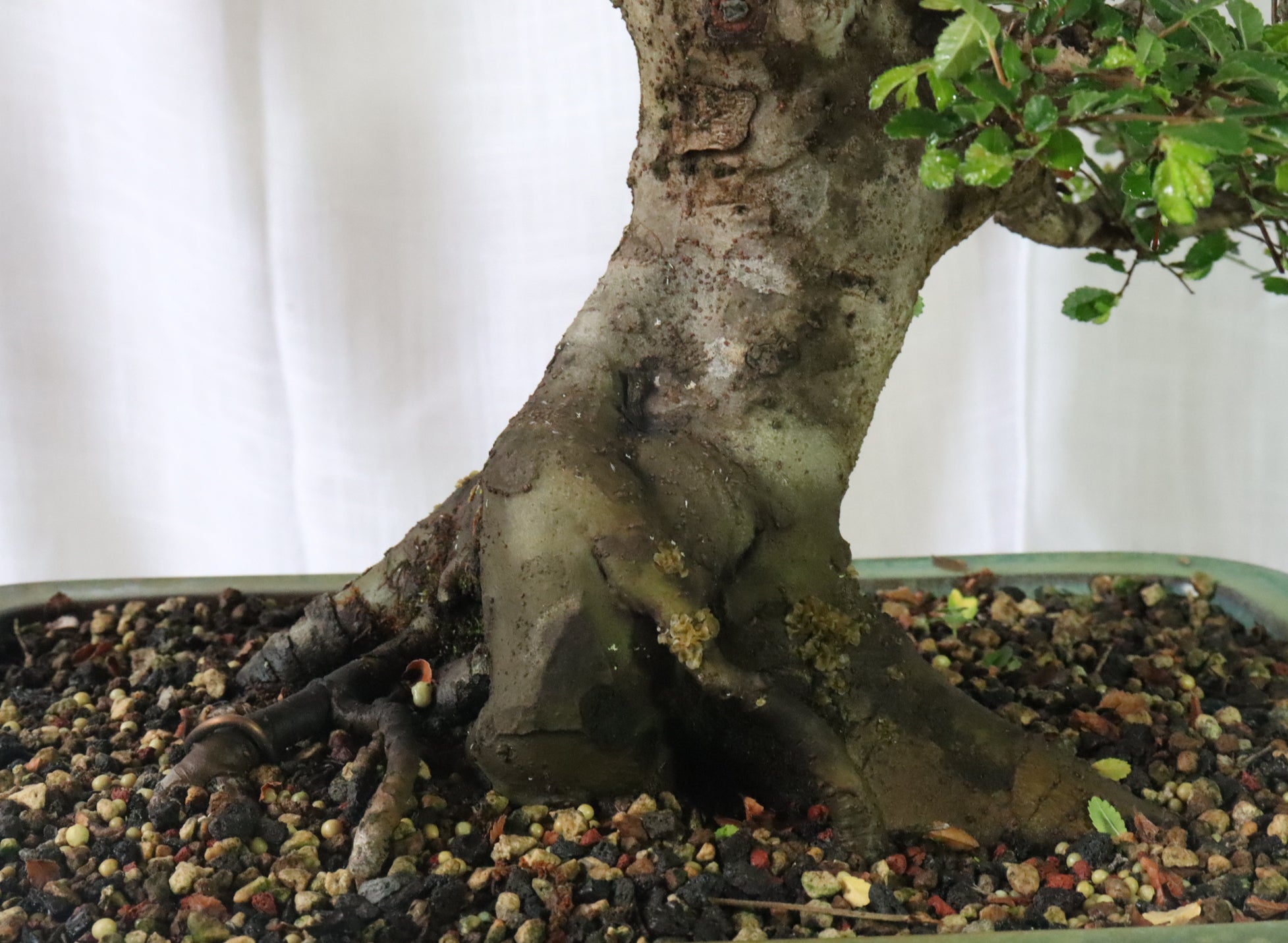 Chinese Elm Specimen Bonsai