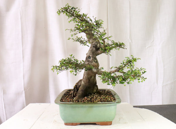Chinese Elm Specimen Bonsai