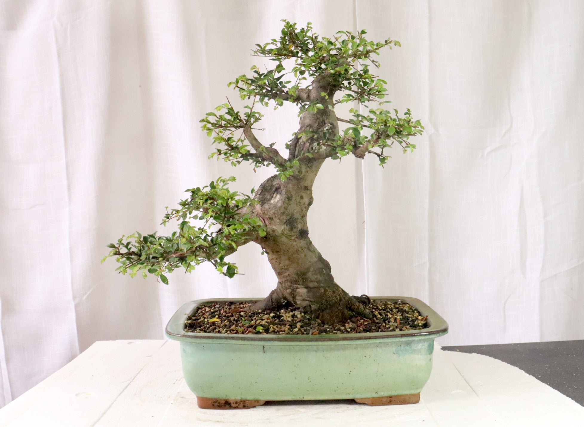 Chinese Elm Specimen Bonsai