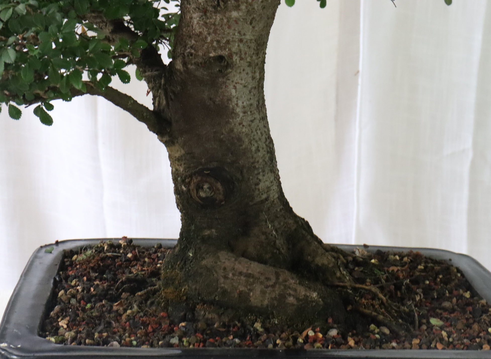 'Catlin' Chinese Elm Specimen Bonsai in a High Quality Chopped Container