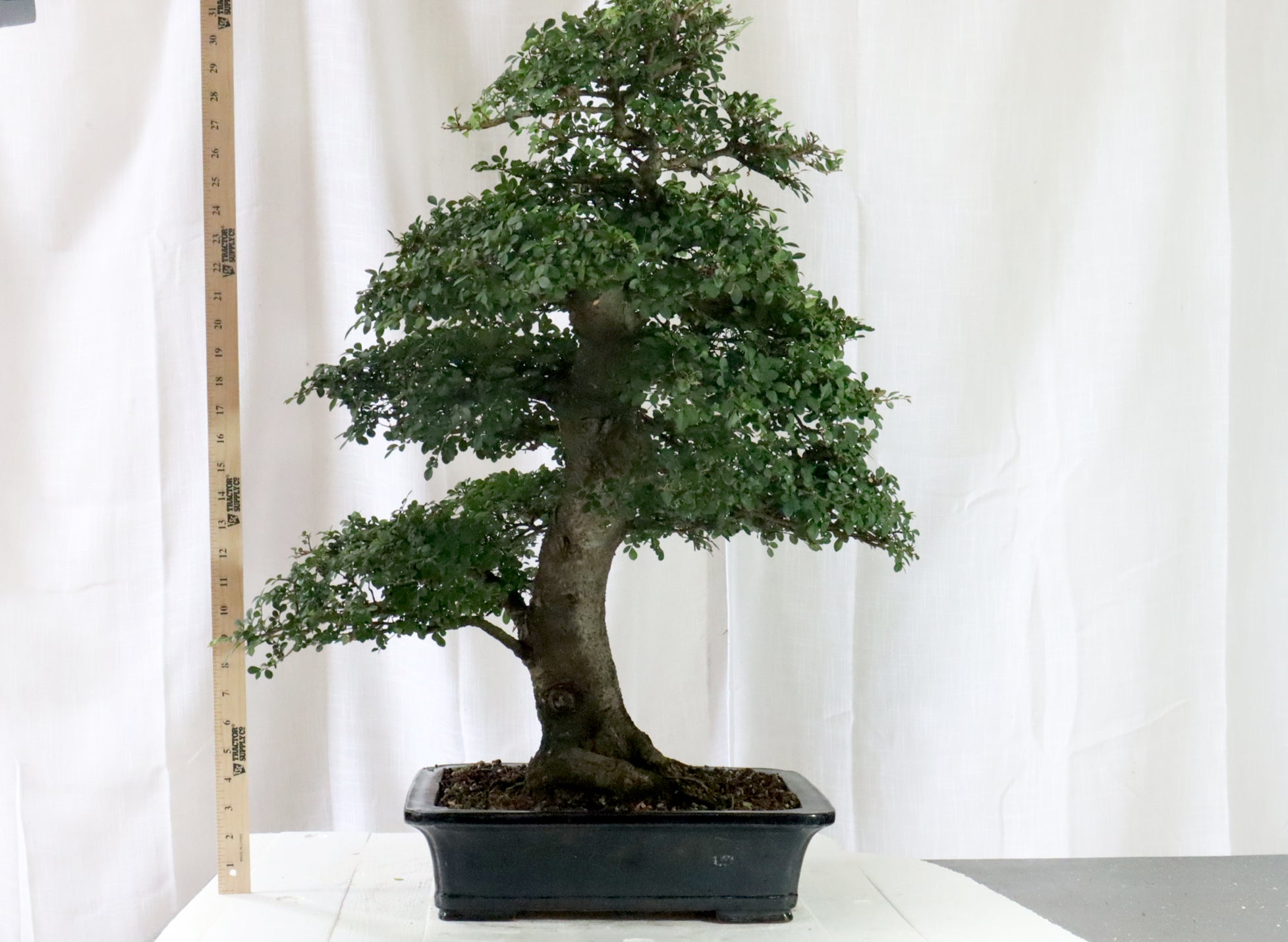 'Catlin' Chinese Elm Specimen Bonsai in a High Quality Chopped Container