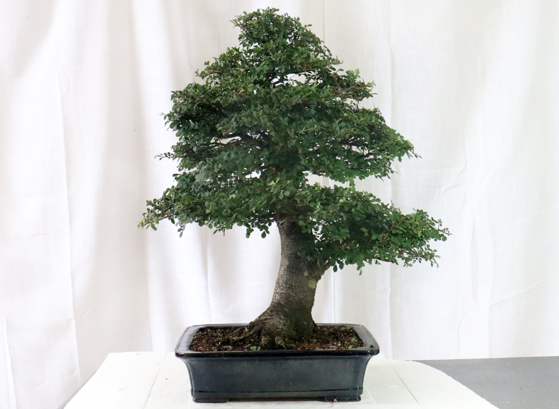'Catlin' Chinese Elm Specimen Bonsai in a High Quality Chopped Container