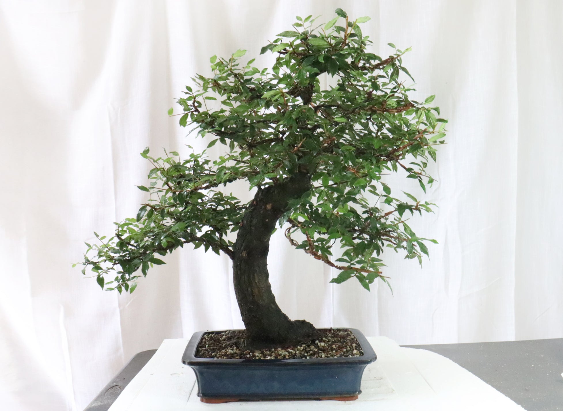 Winged Elm Specimen Bonsai