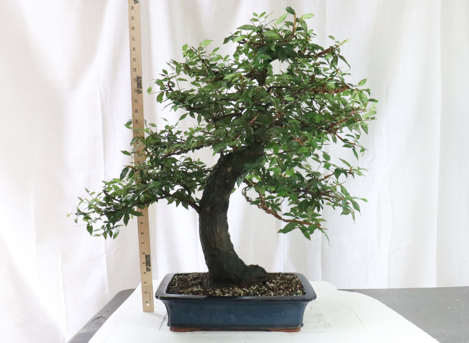 Winged Elm Specimen Bonsai