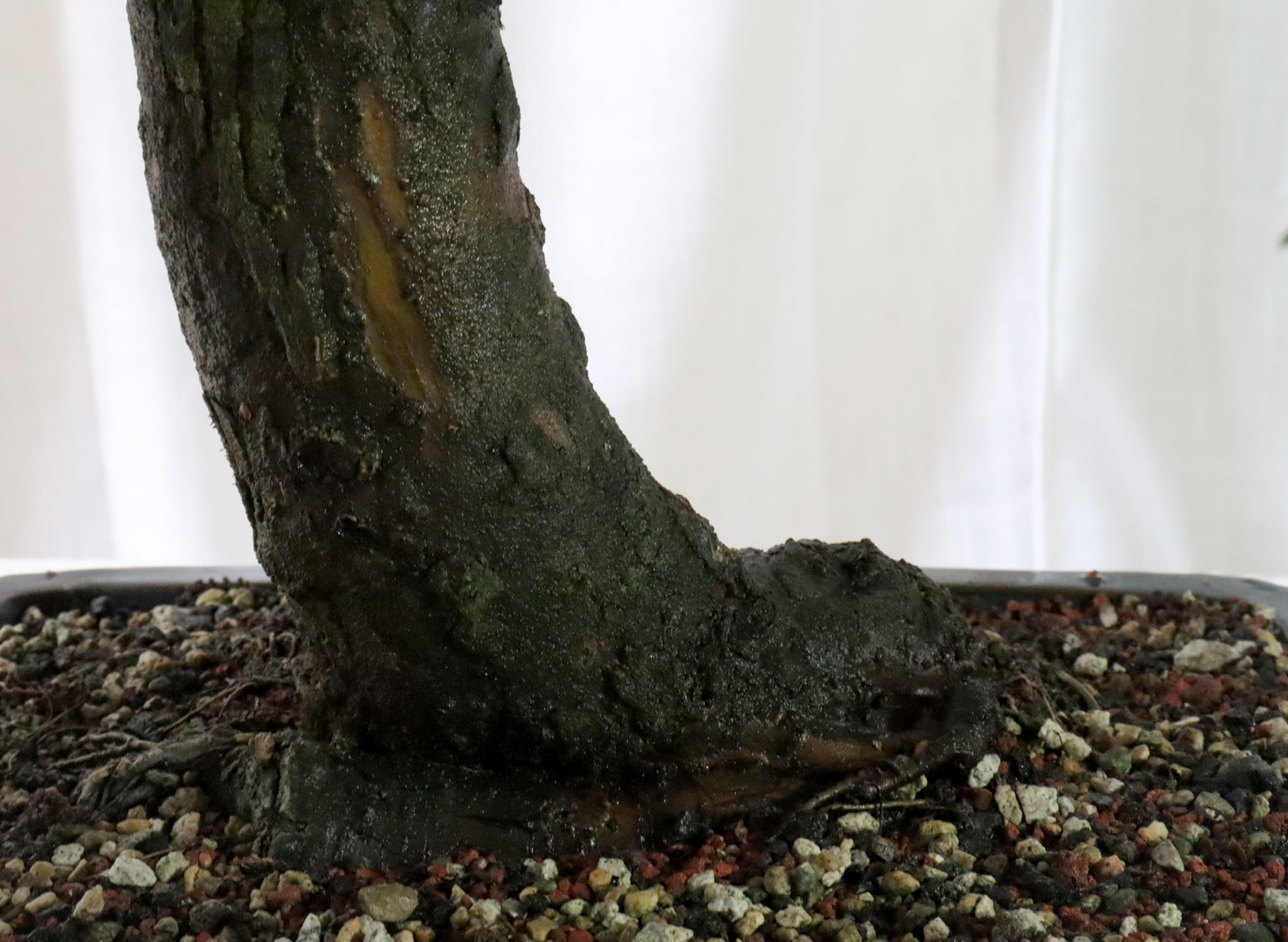 Winged Elm Specimen Bonsai