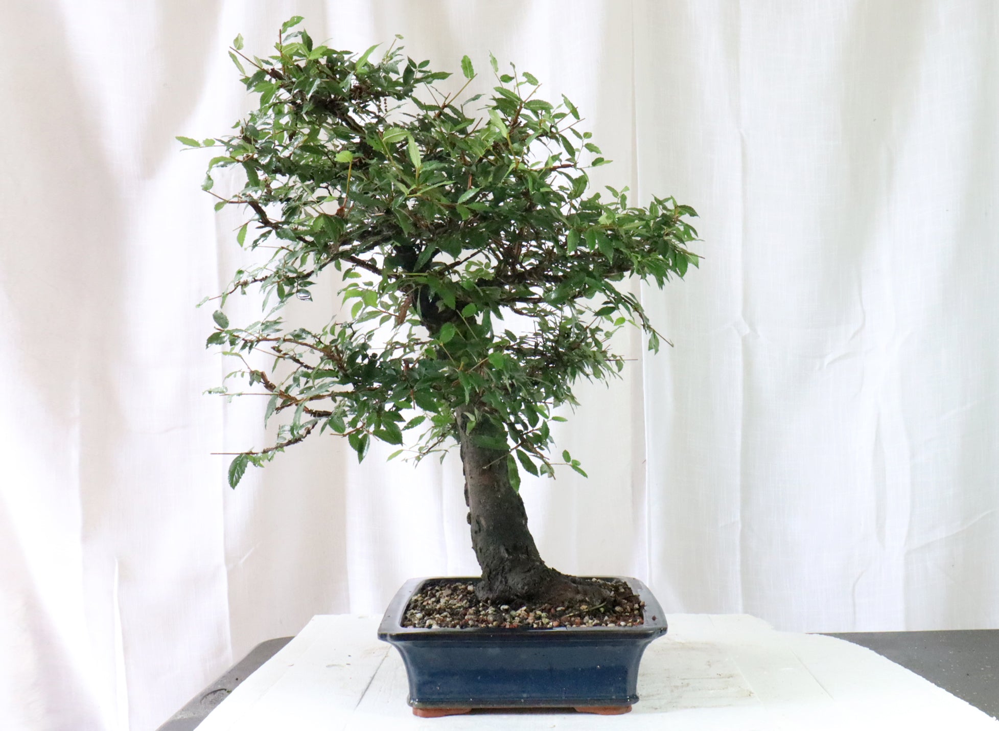 Winged Elm Specimen Bonsai