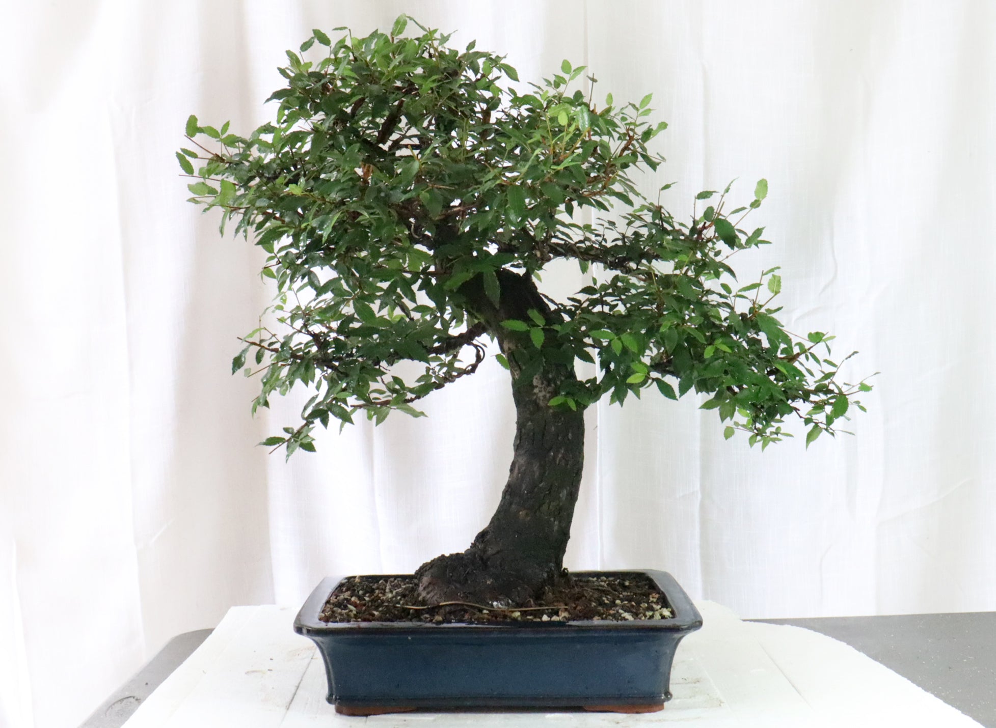Winged Elm Specimen Bonsai