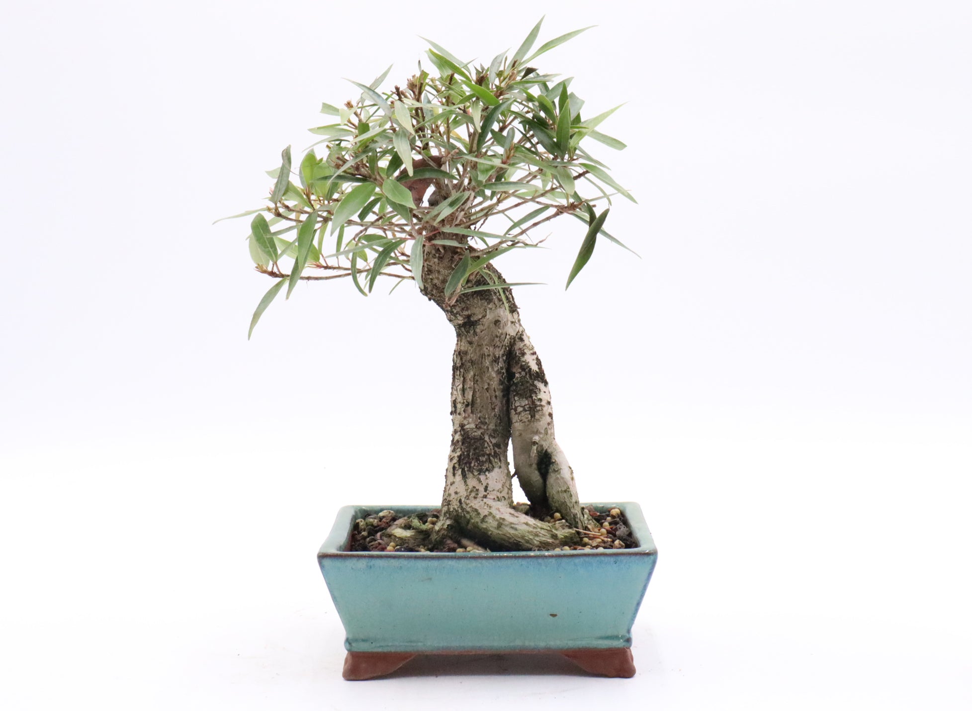 Willow leaf Ficus in a Korean Pot