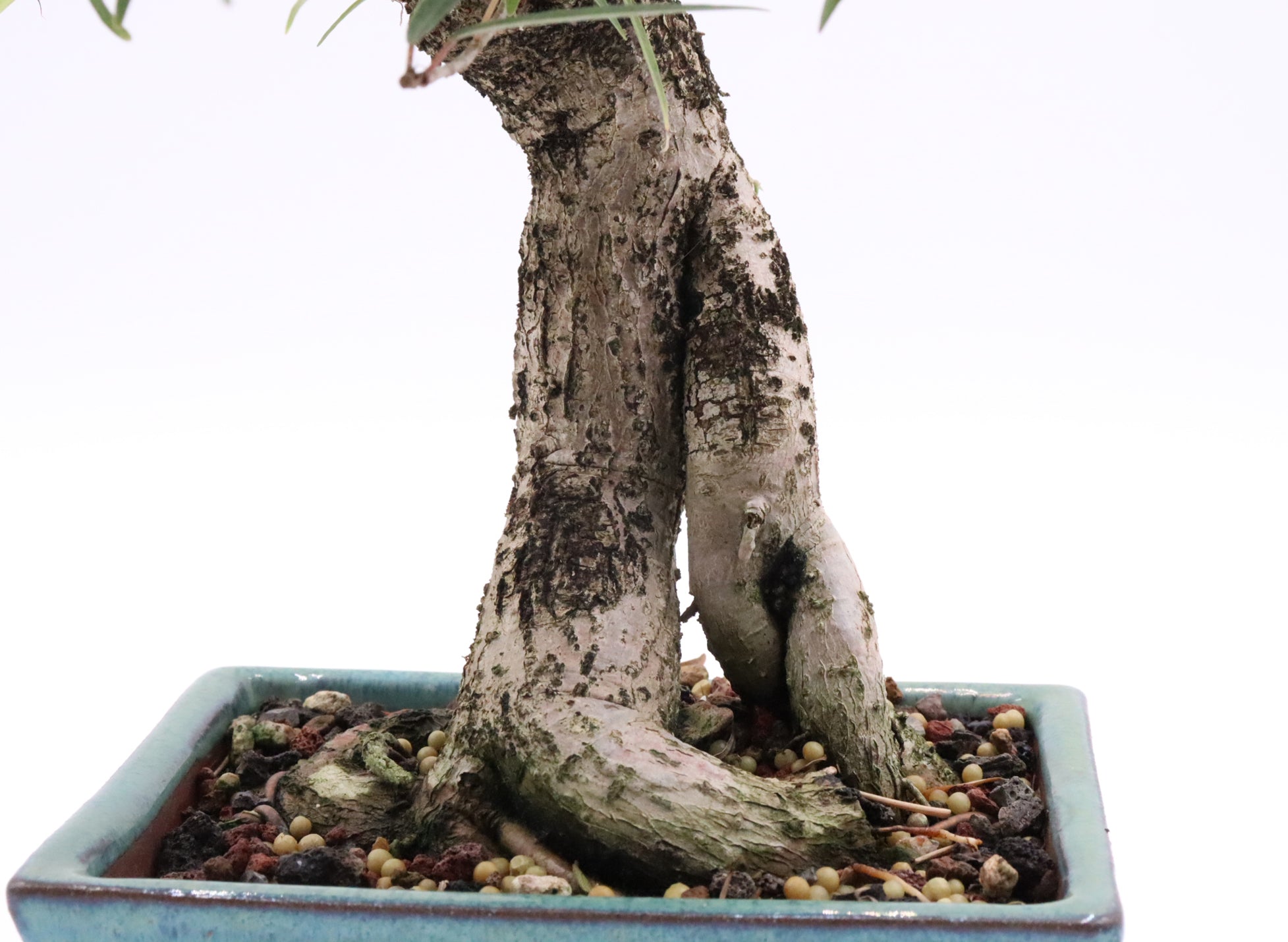 Willow leaf Ficus in a Korean Pot