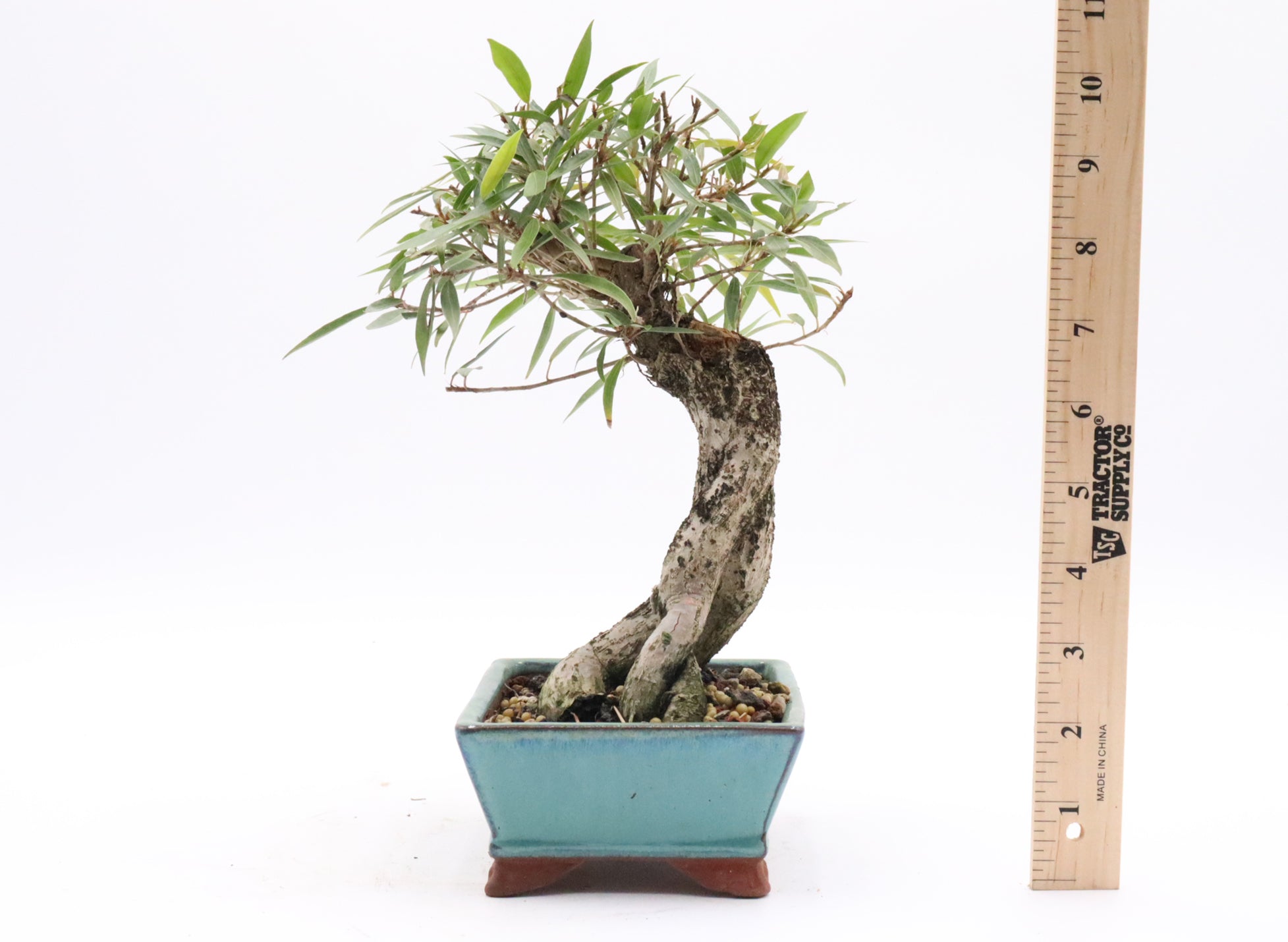 Willow leaf Ficus in a Korean Pot