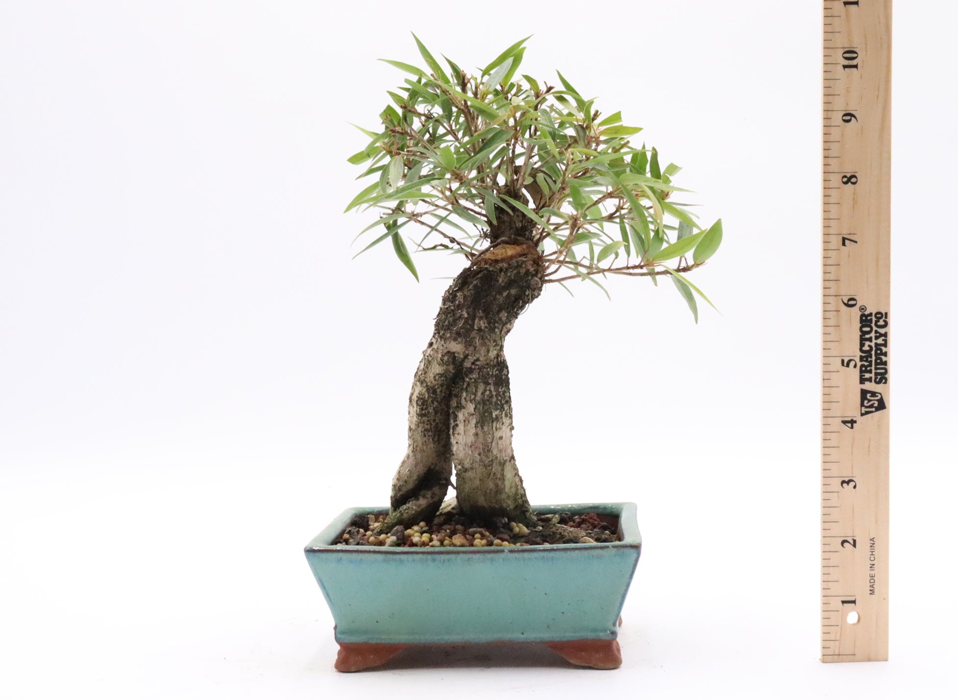Willow leaf Ficus in a Korean Pot