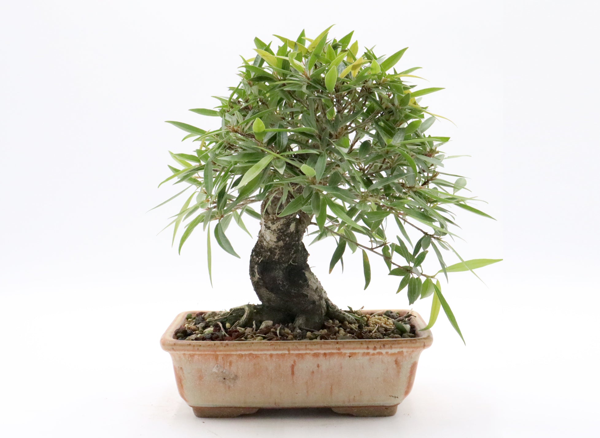 Willow Leaf Ficus in a Jepson Pot