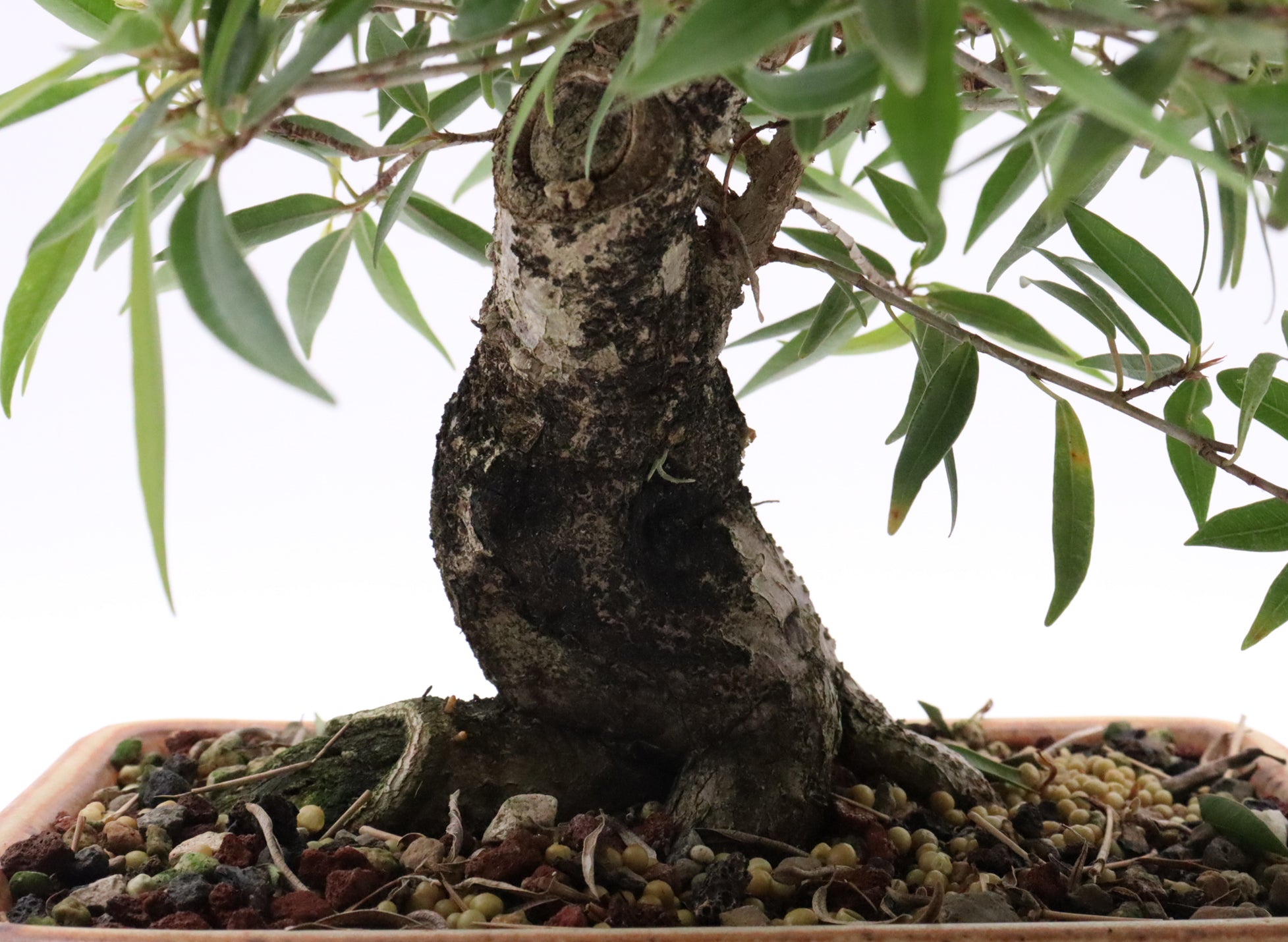 Willow Leaf Ficus in a Jepson Pot