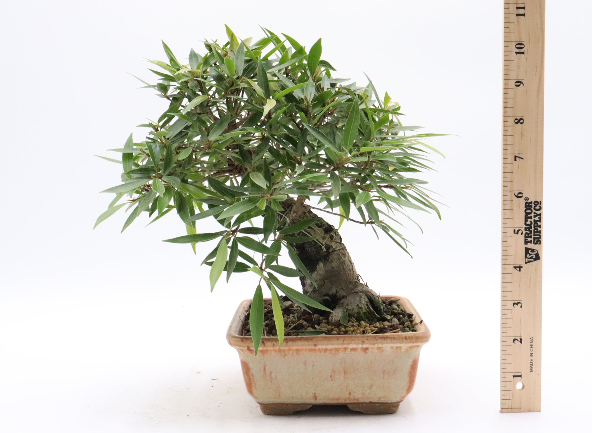 Willow Leaf Ficus in a Jepson Pot