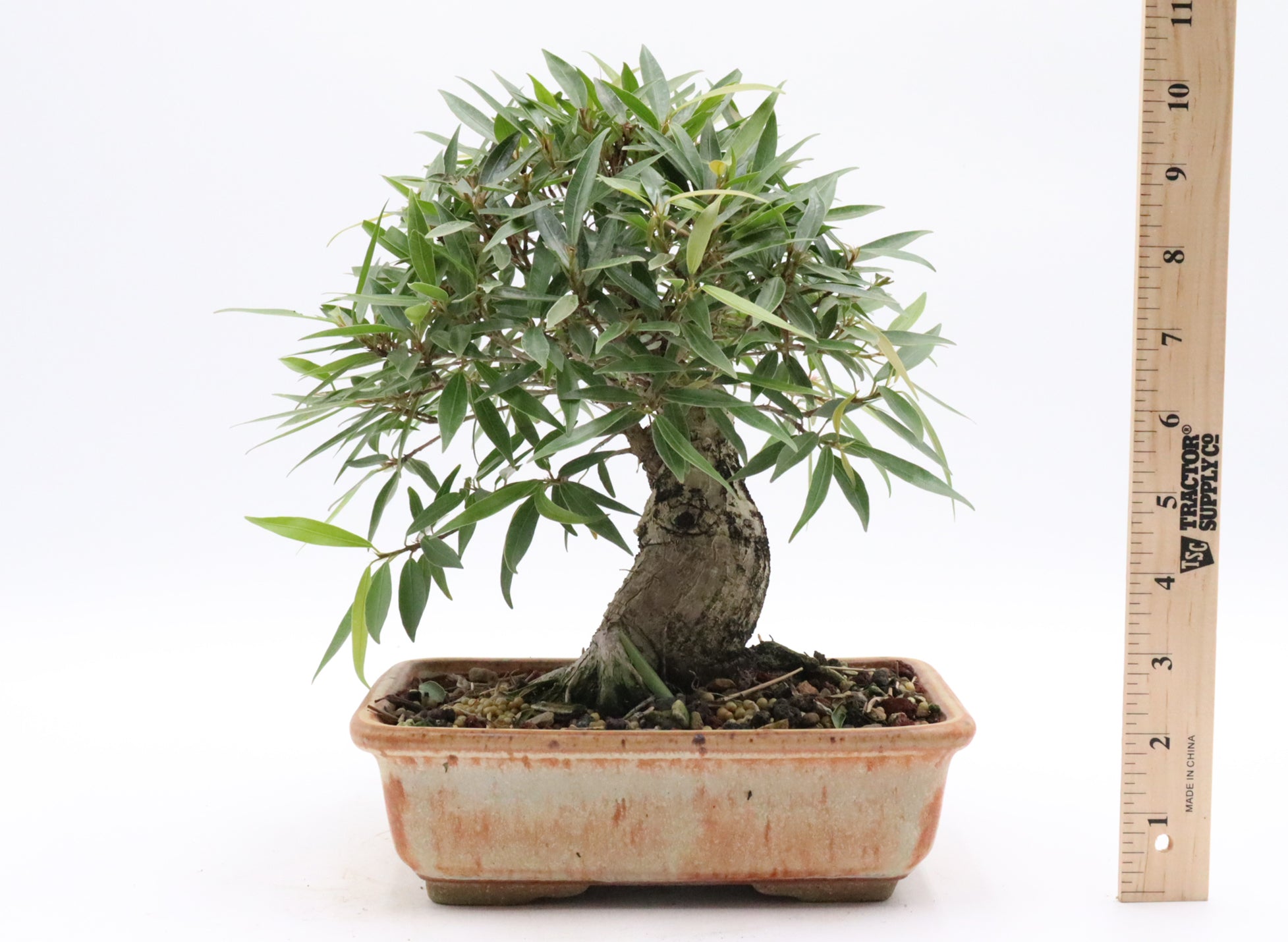 Willow Leaf Ficus in a Jepson Pot