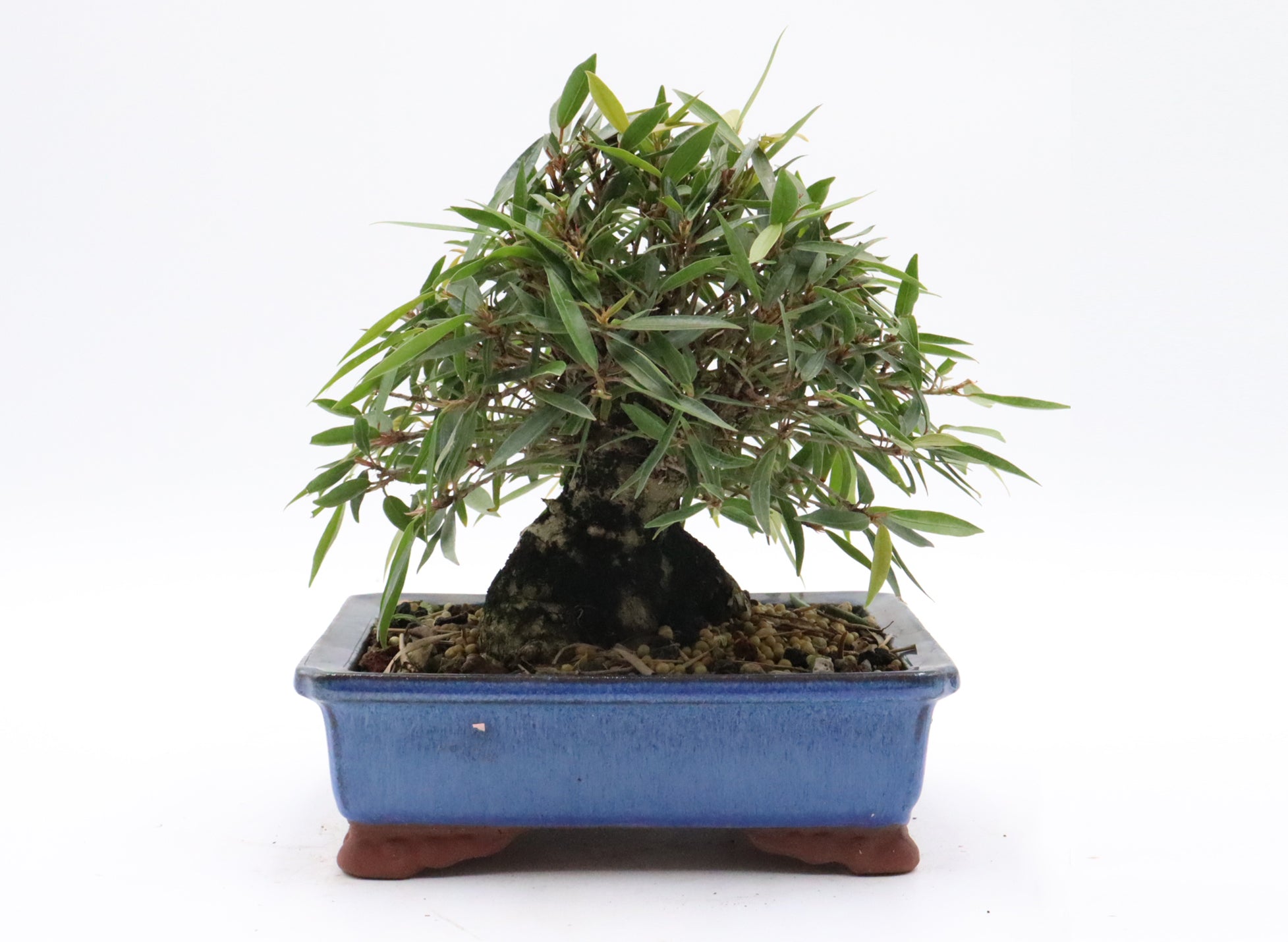 Willow Leaf Ficus in a Yixing Container