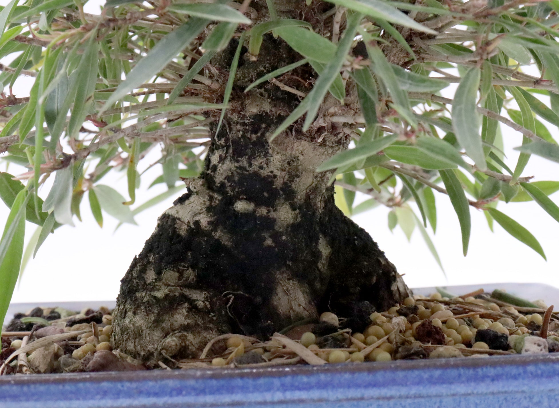 Willow Leaf Ficus in a Yixing Container