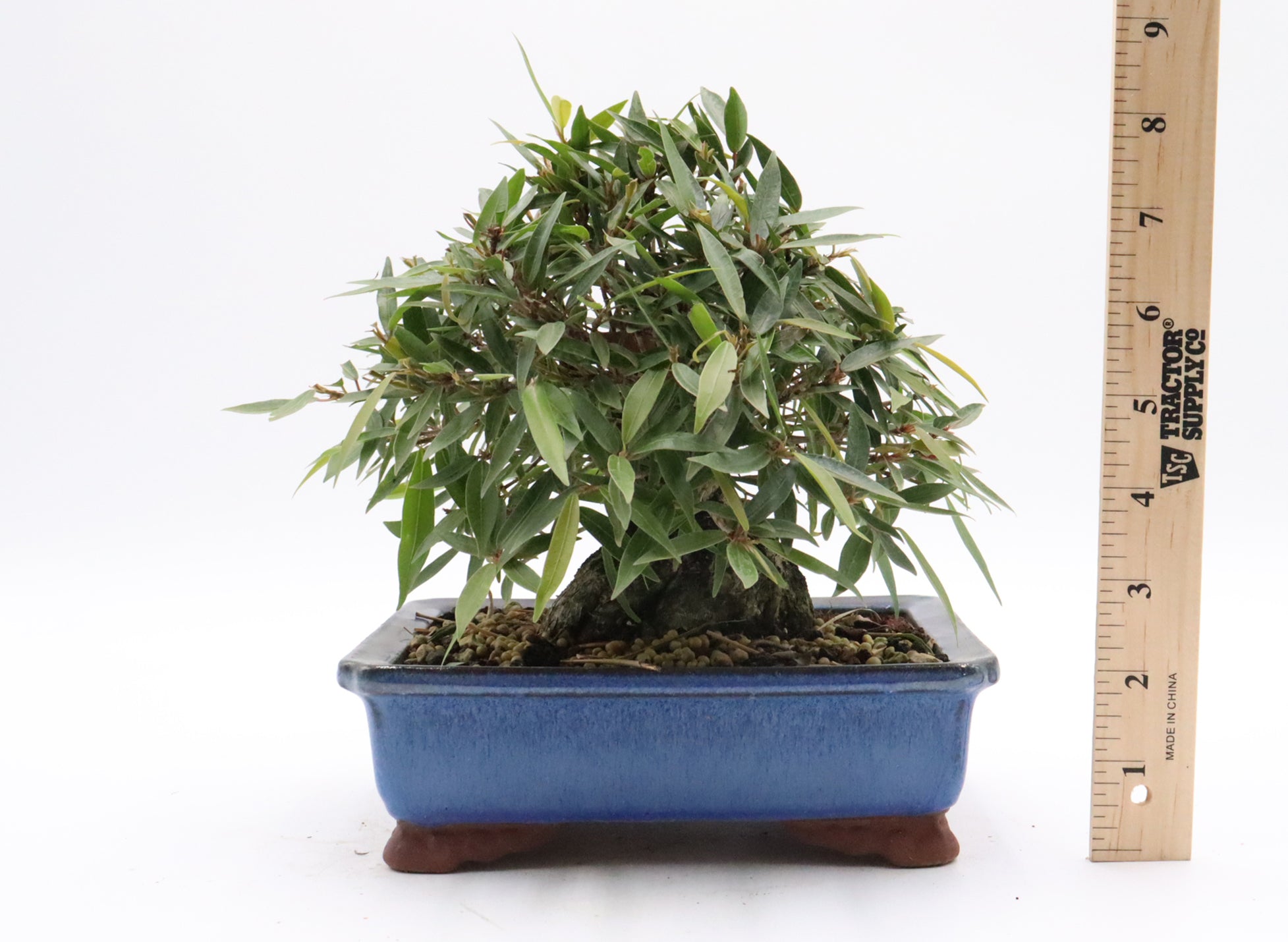 Willow Leaf Ficus in a Yixing Container