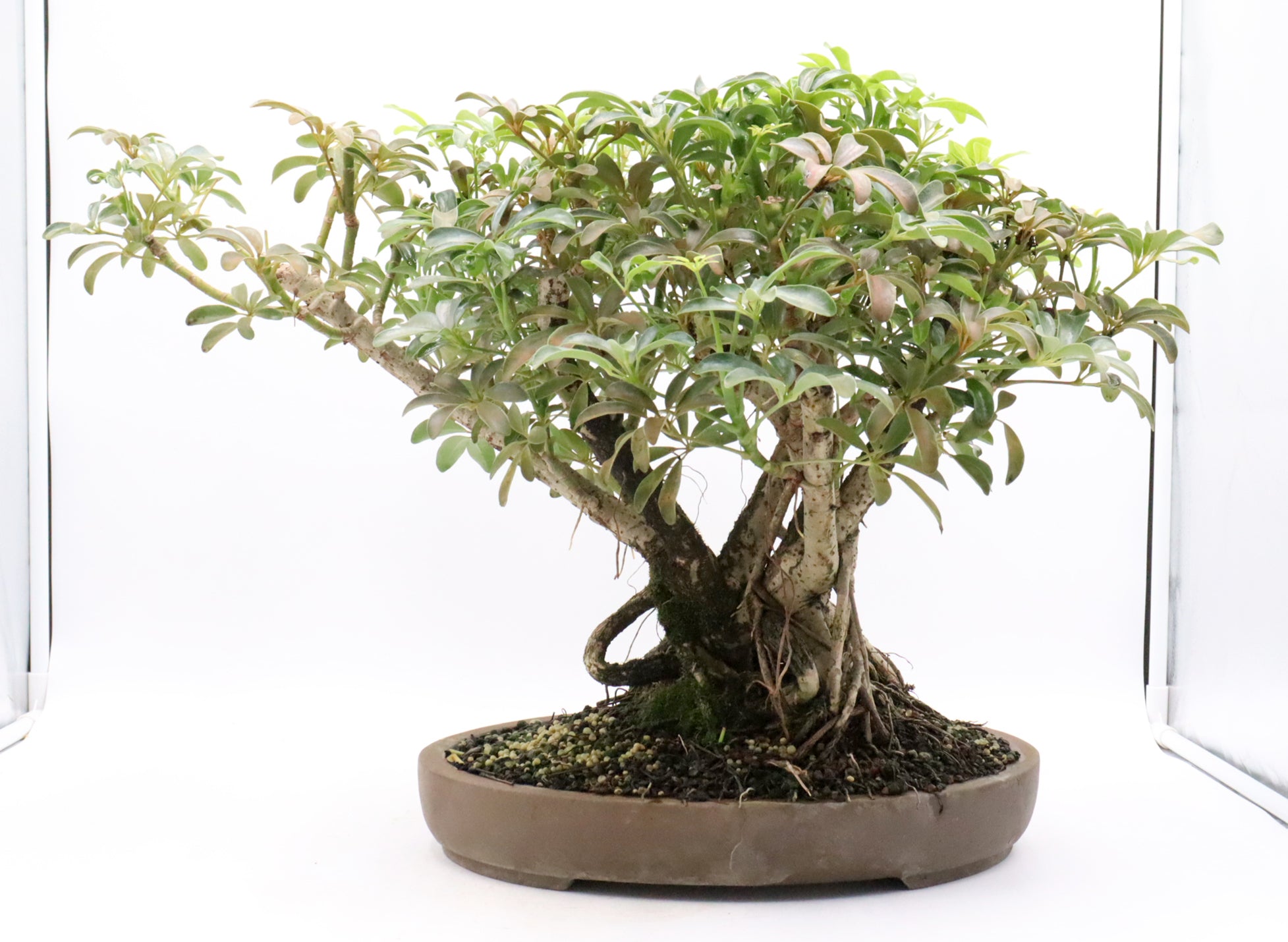 Schefflera arboricola in a 15 inch pot
