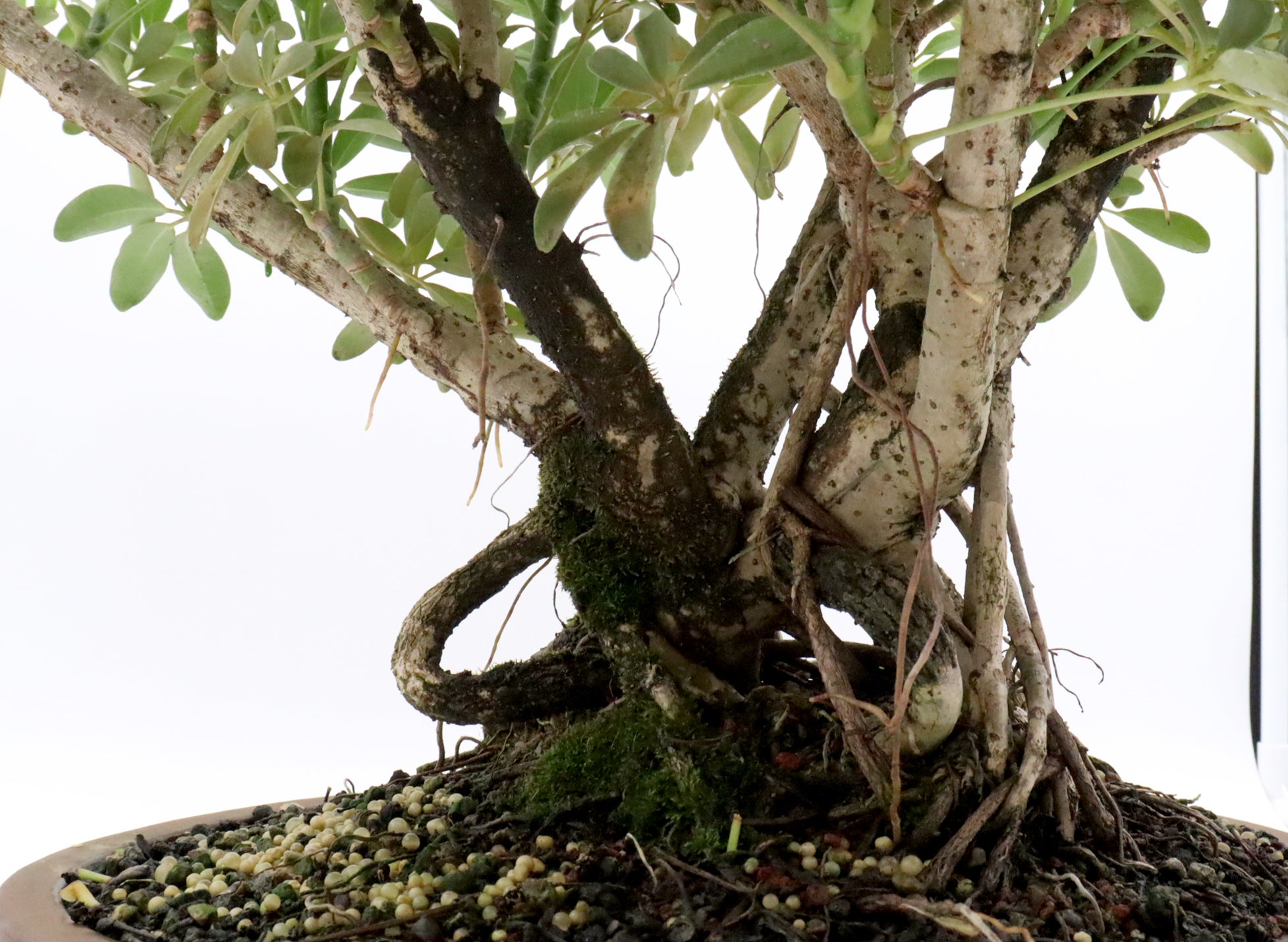 Schefflera arboricola in a 15 inch pot