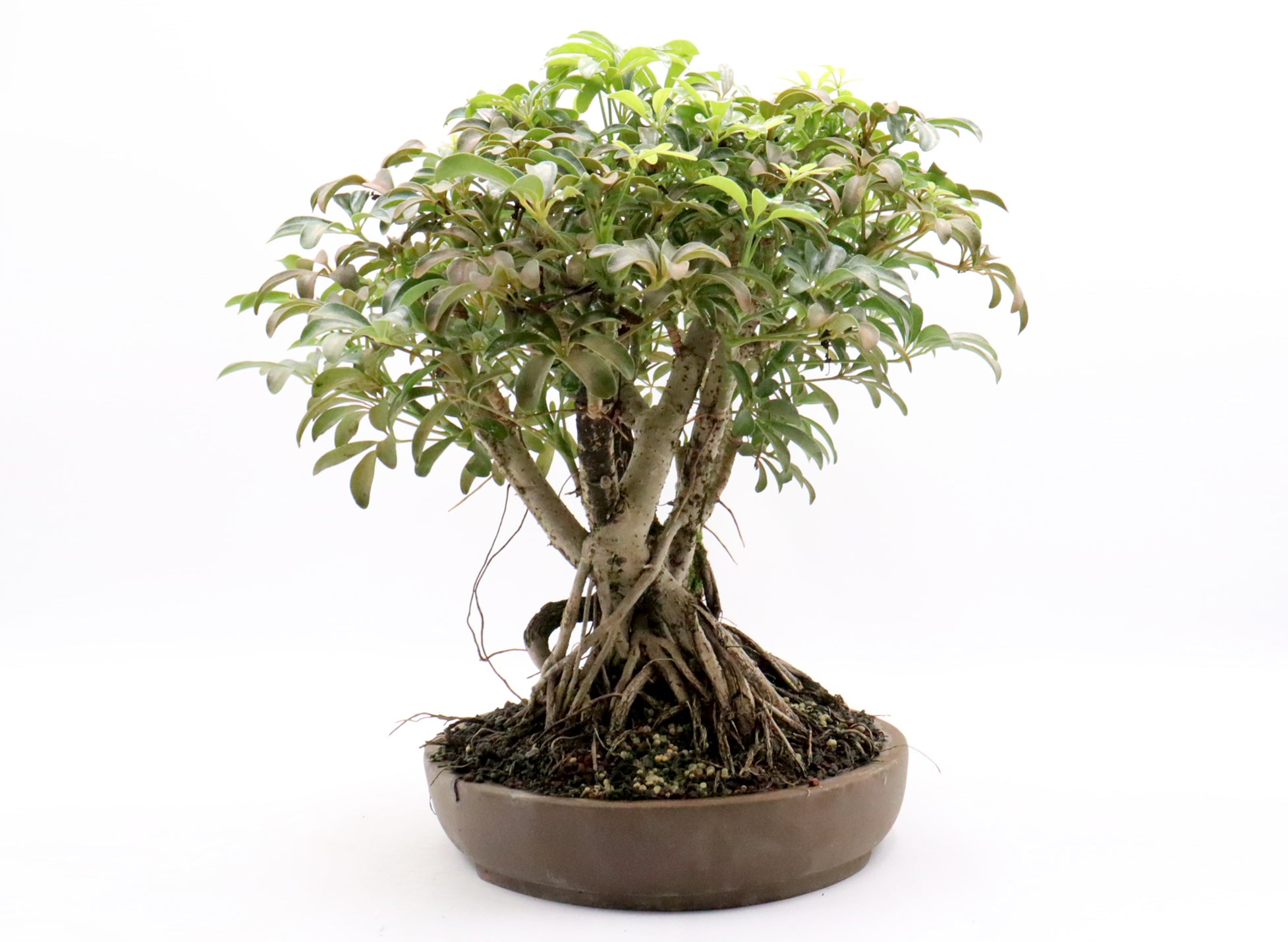 Schefflera arboricola in a 15 inch pot