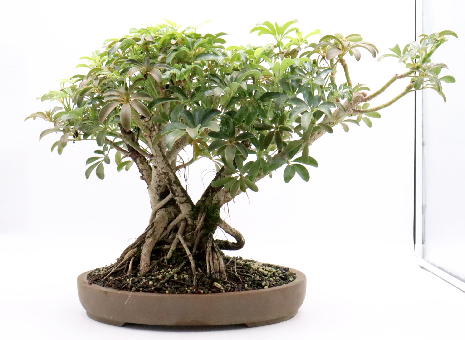 Schefflera arboricola in a 15 inch pot