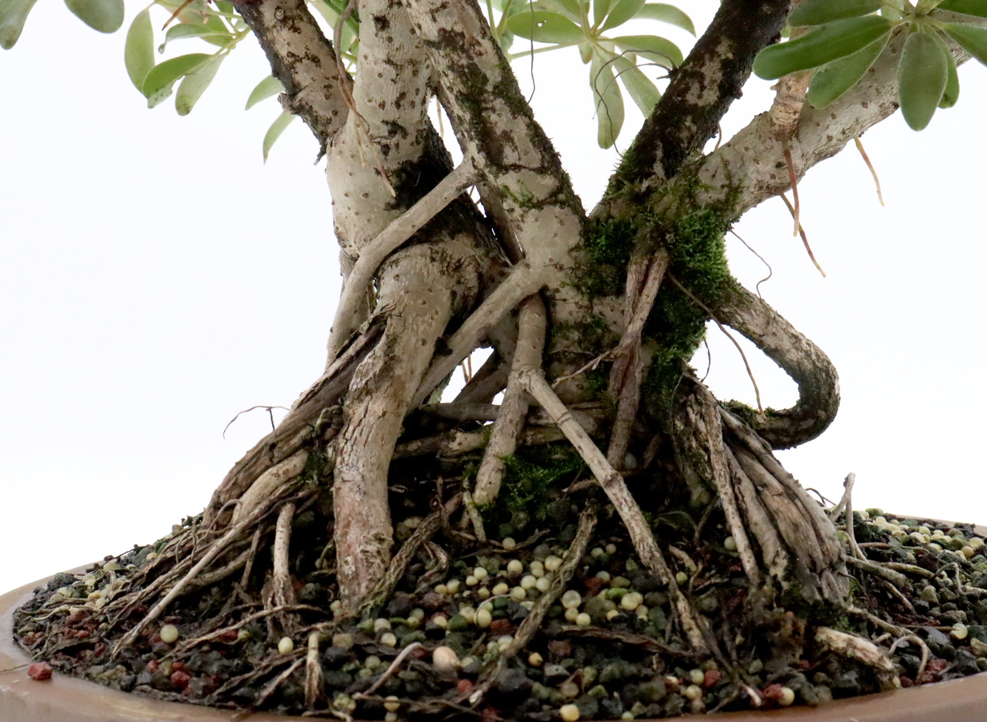 Schefflera arboricola in a 15 inch pot