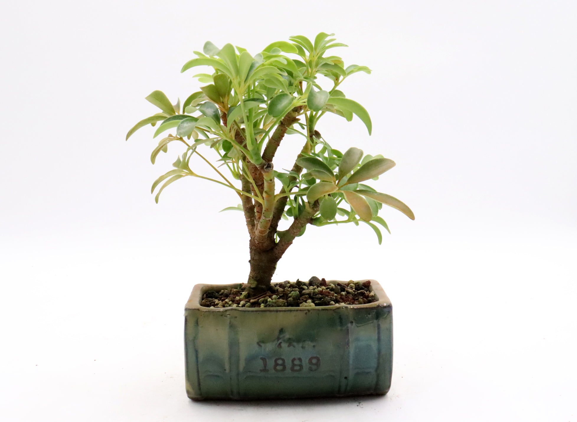 Beginner Starter Bonsai Kit (Tree Included!)