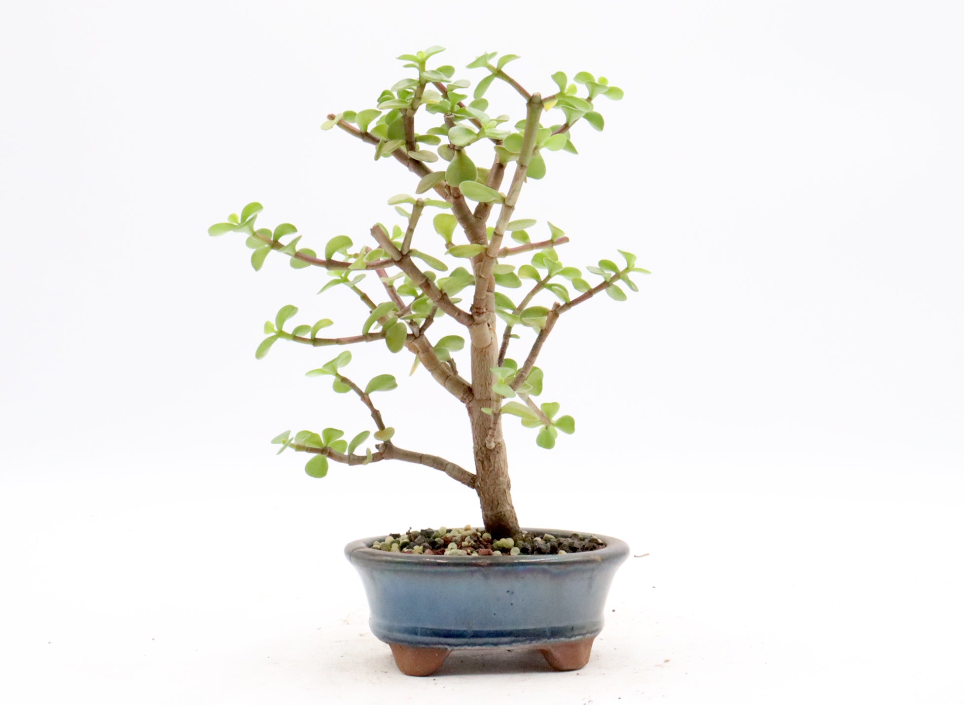 Beginner Starter Bonsai Kit (Tree Included!)