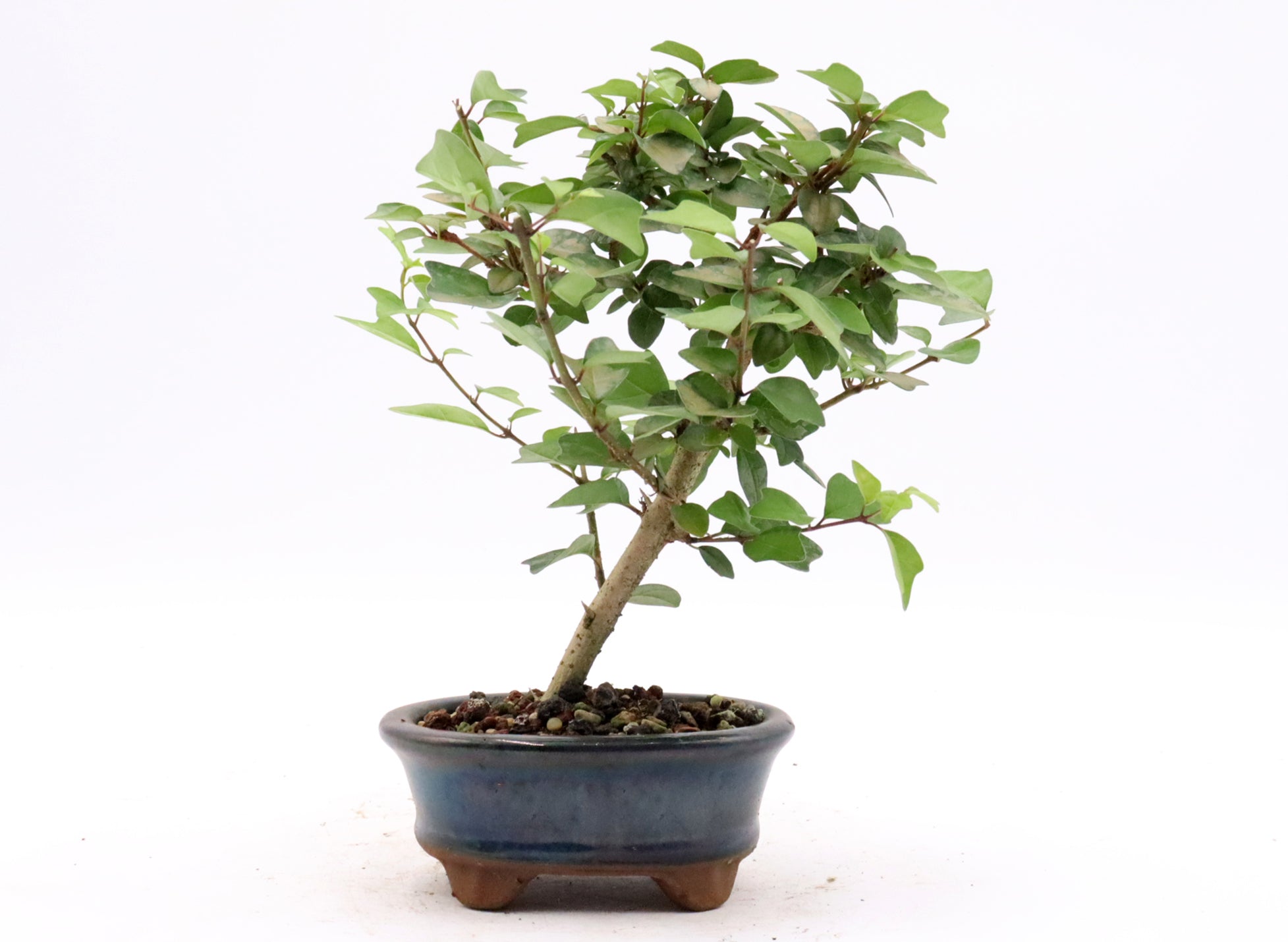 Beginner Starter Bonsai Kit (Tree Included!)