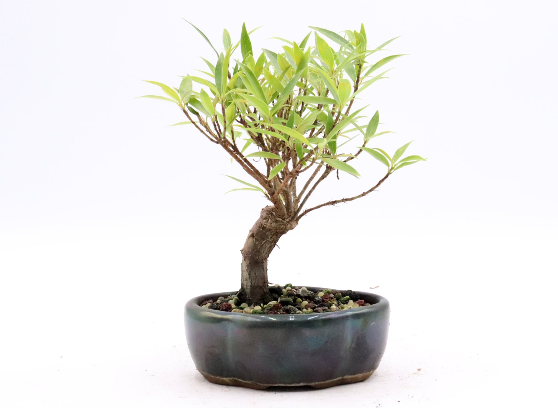 Beginner Starter Bonsai Kit (Tree Included!)