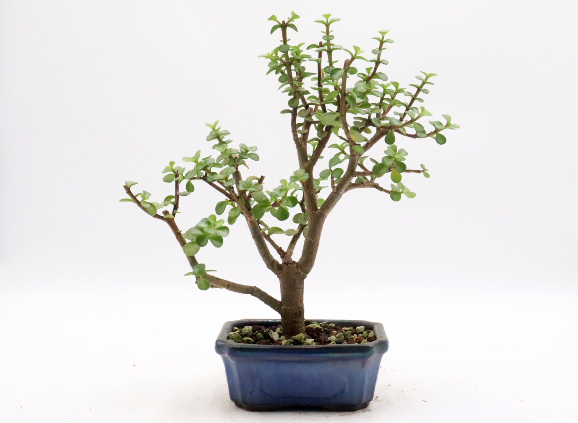 Assorted Mini Jades in Six to Seven Inch Glazed Bonsai Pots
