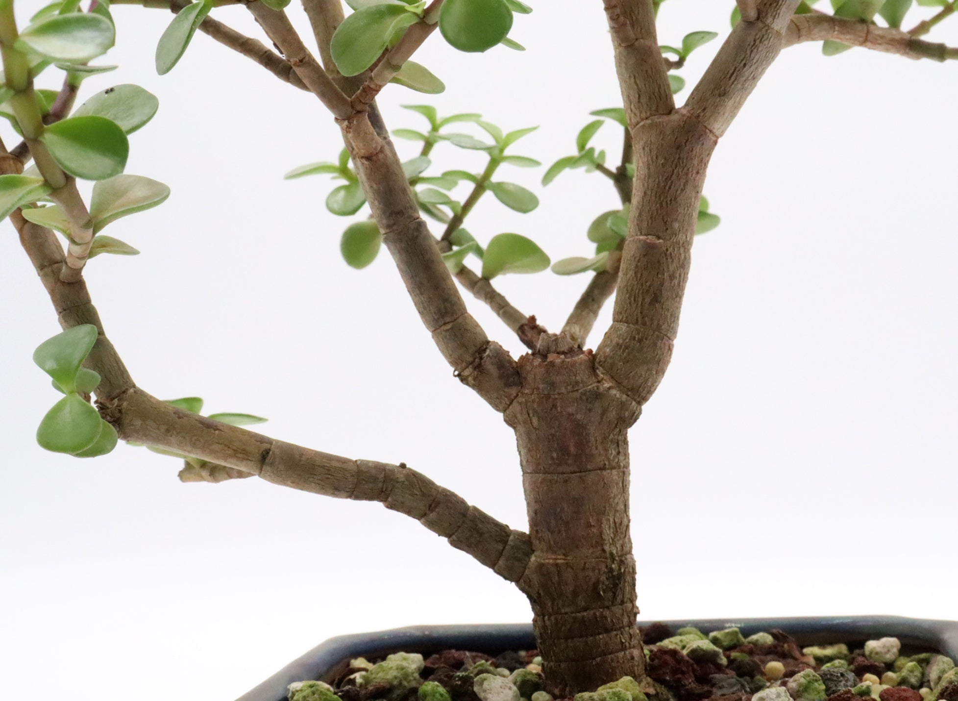 Assorted Mini Jades in Six to Seven Inch Glazed Bonsai Pots