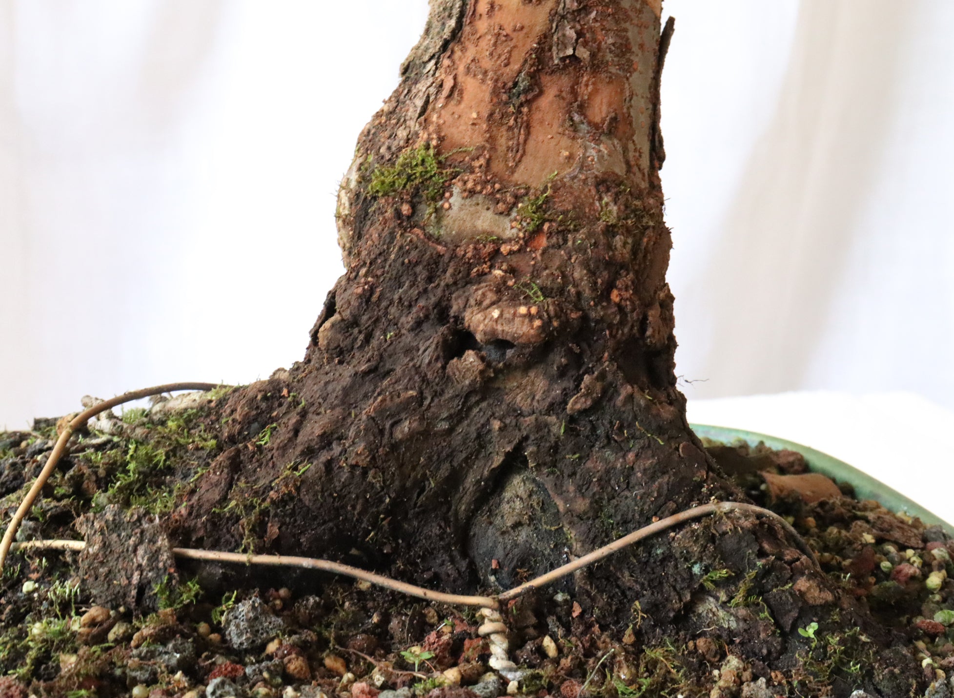 Chinese Elm in a Glazed Container
