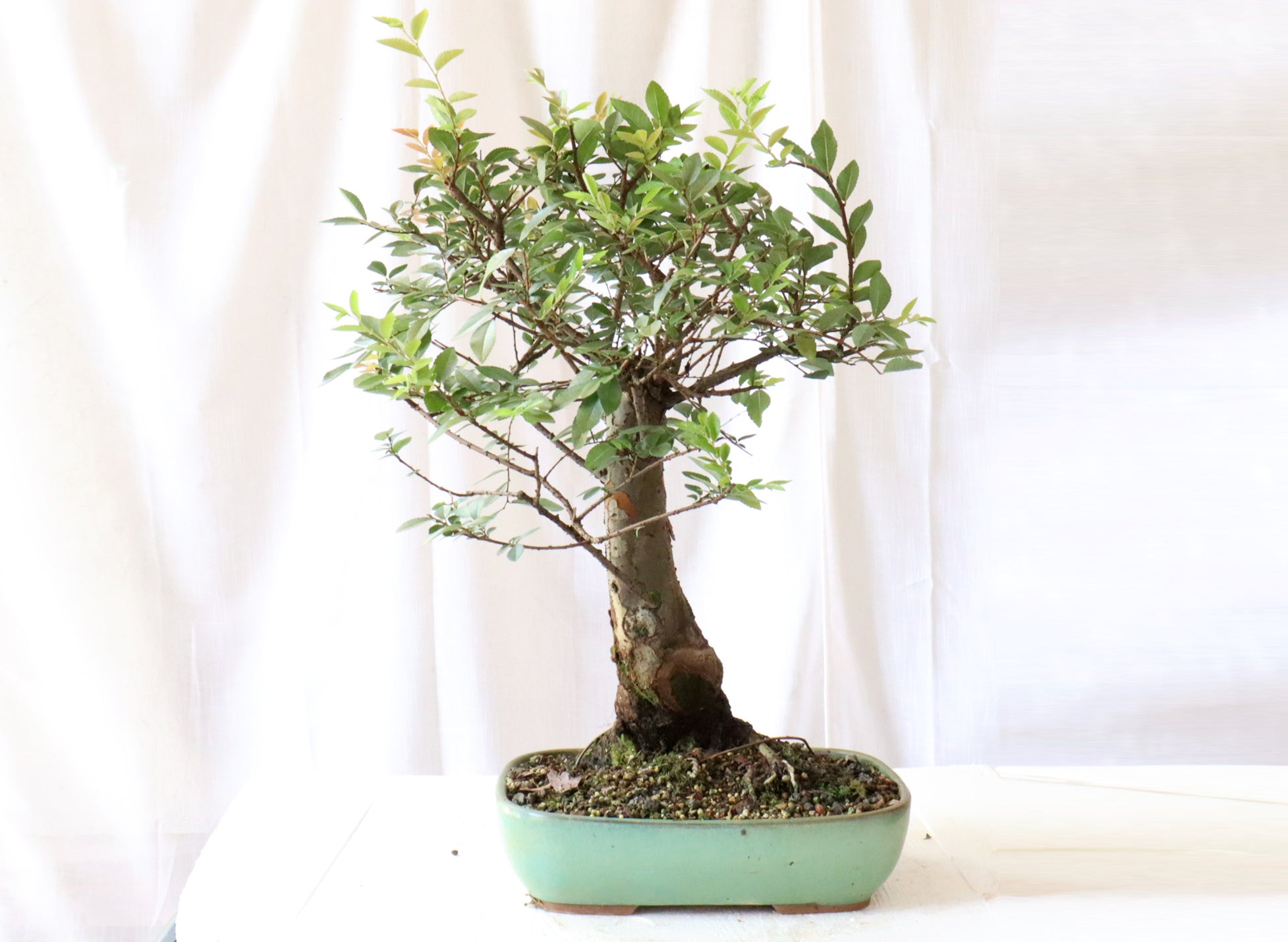 Chinese Elm in a Glazed Container