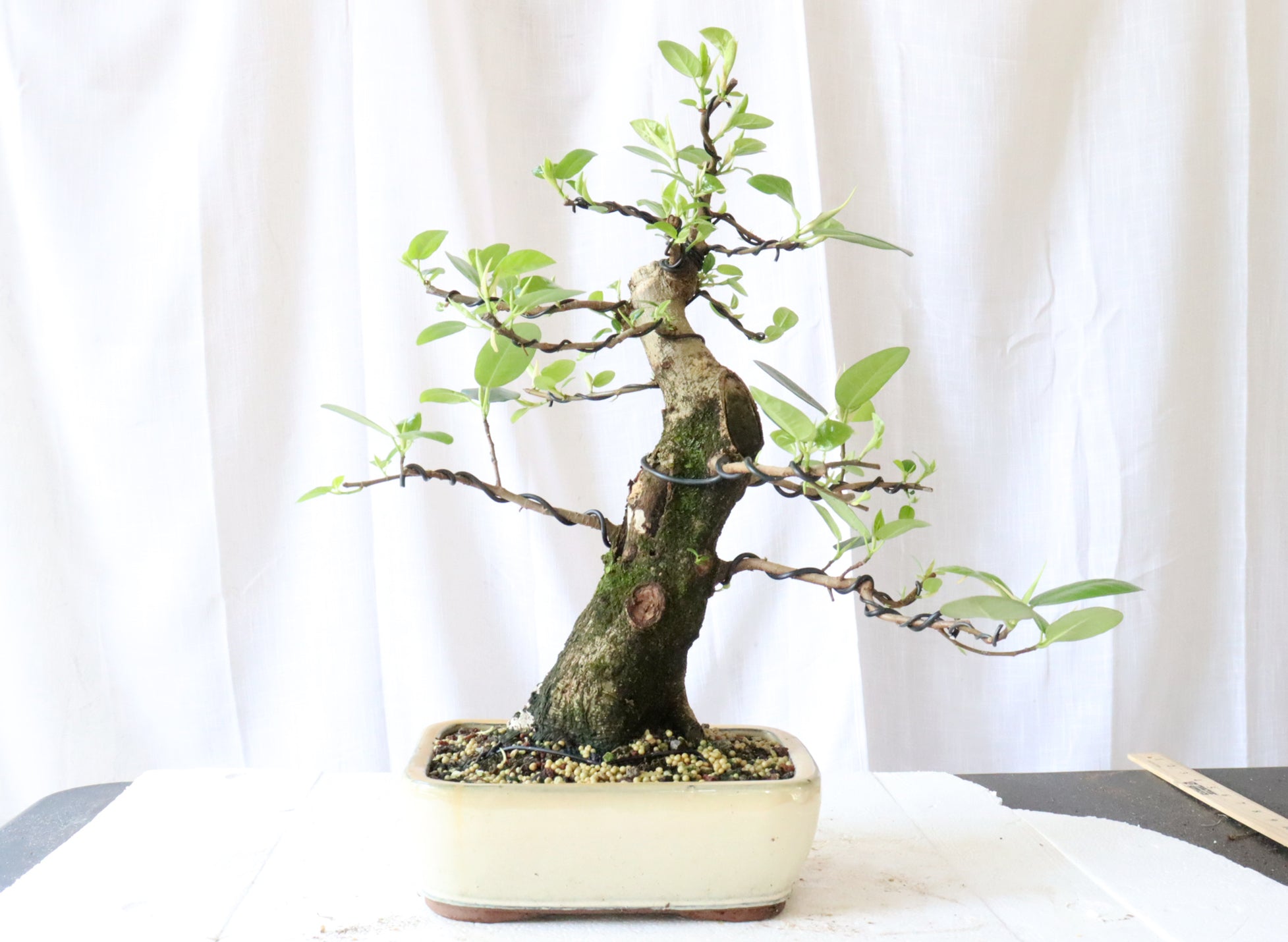 Wired Port Jackson Fig in a Chinese Container