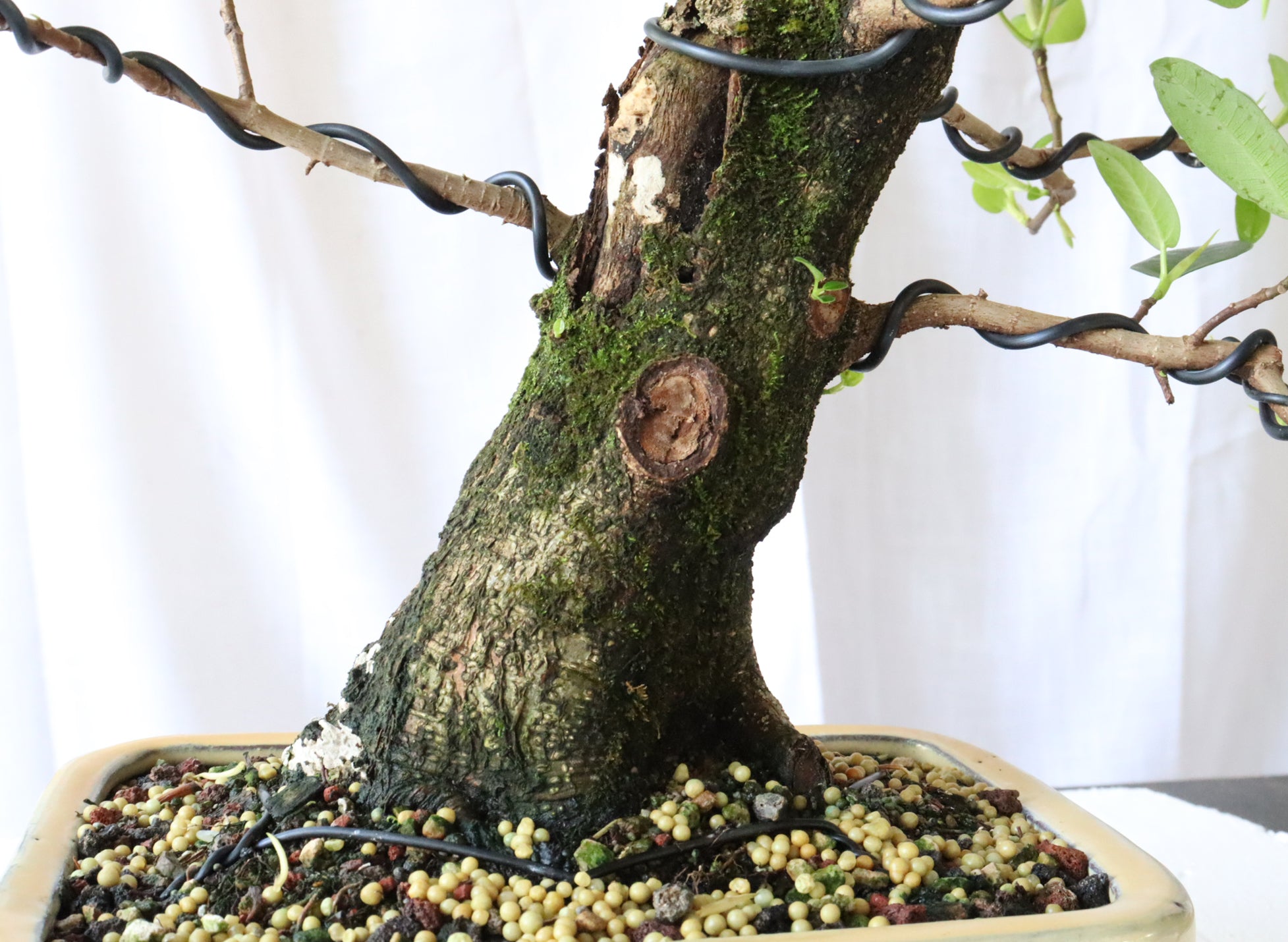 Wired Port Jackson Fig in a Chinese Container