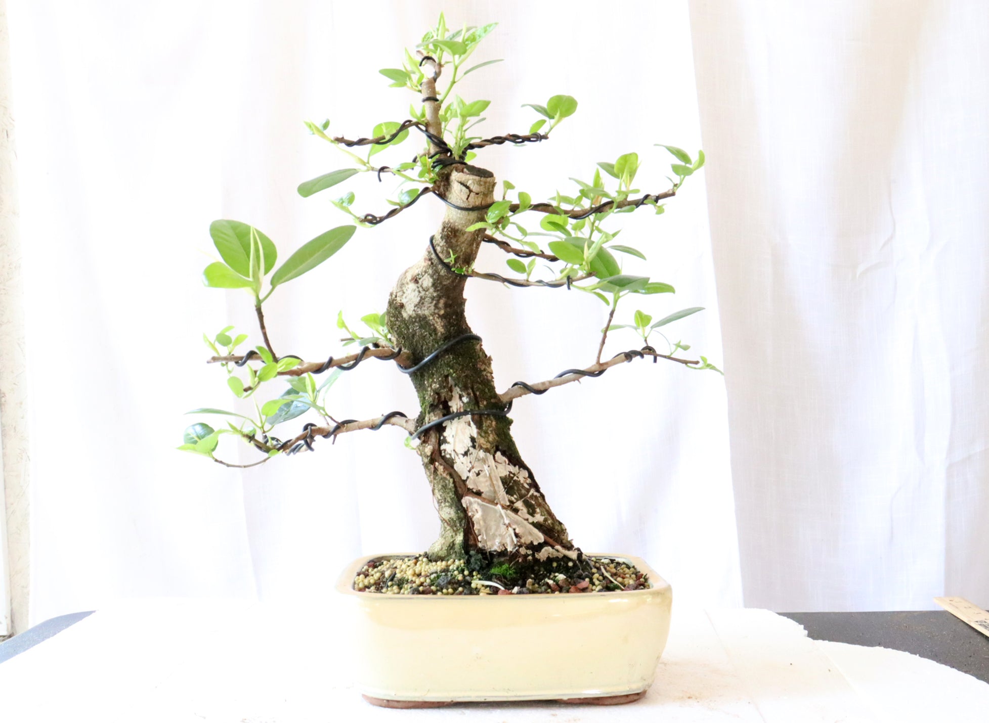 Wired Port Jackson Fig in a Chinese Container