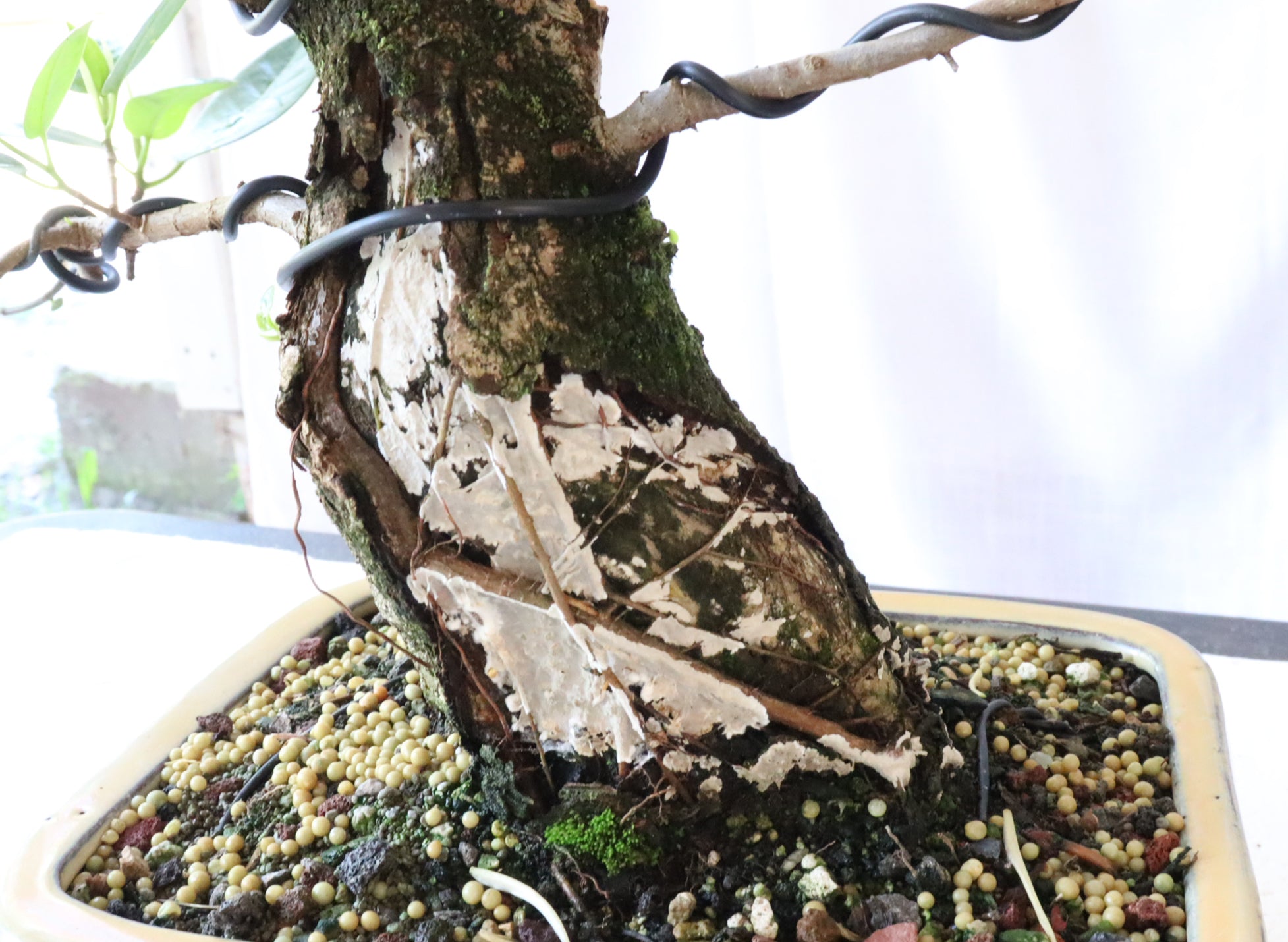 Wired Port Jackson Fig in a Chinese Container