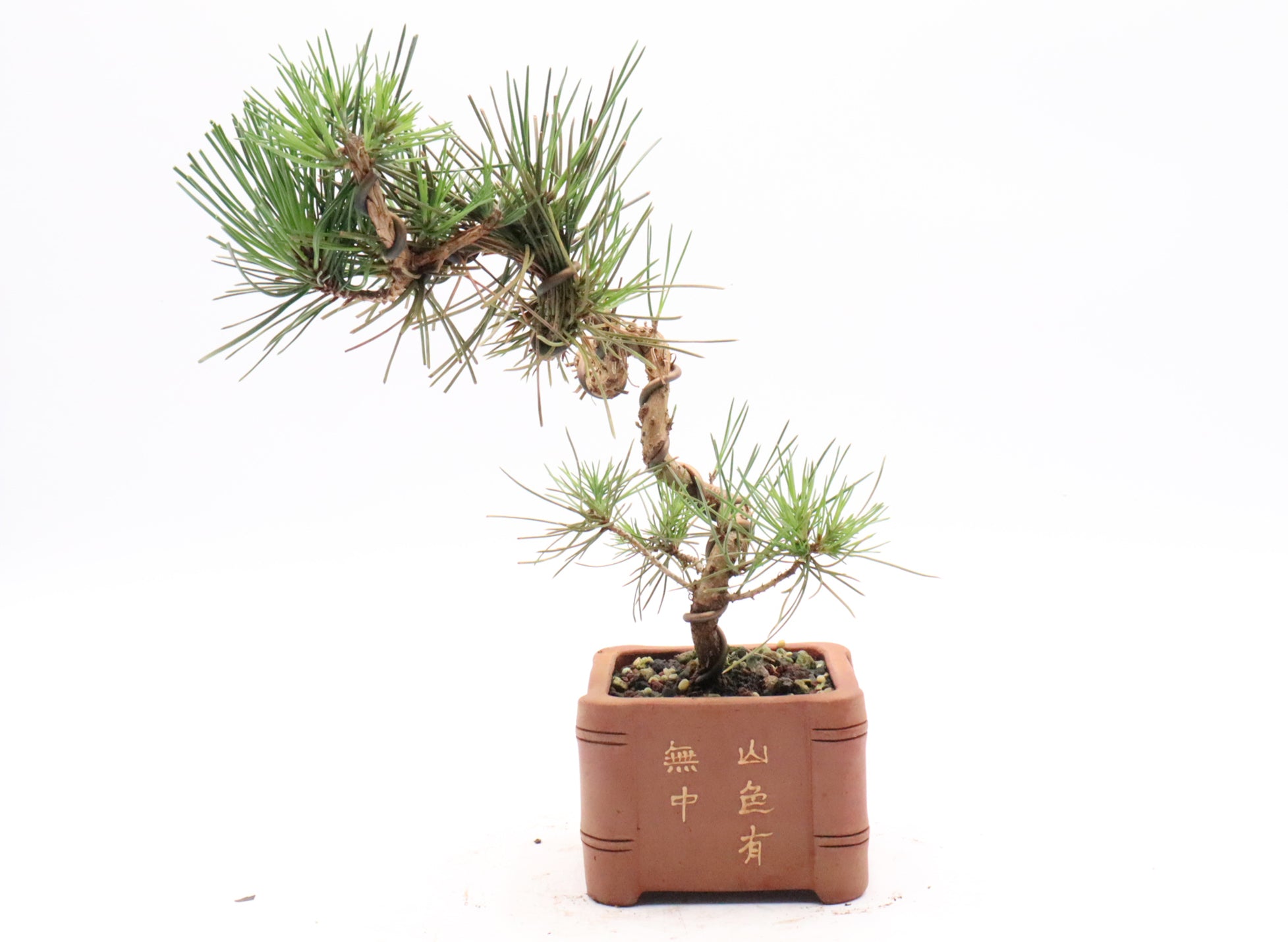 Japanese Black Pine in an Exhibition Quality Yixing Container