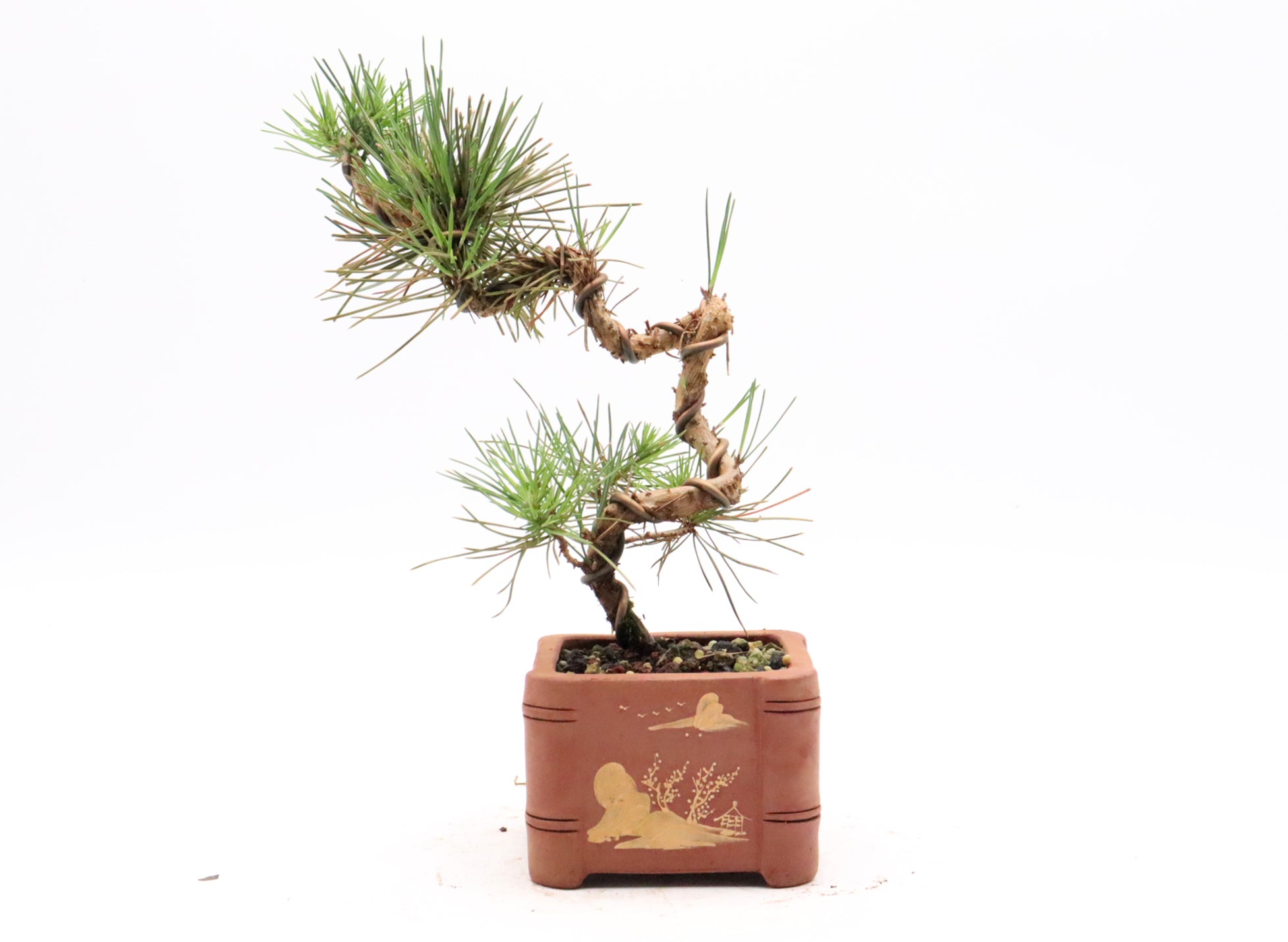 Japanese Black Pine in an Exhibition Quality Yixing Container