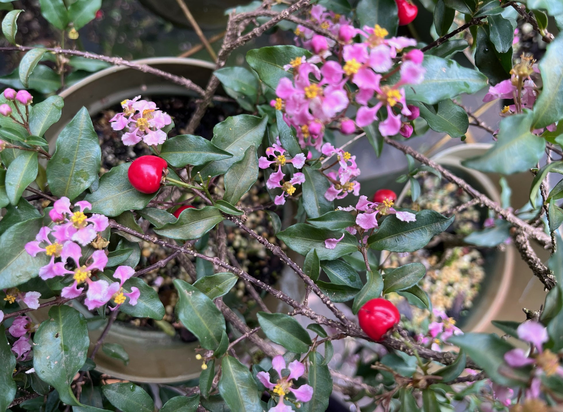 Assorted Dwarf Barbados Cherry Cuttings four inch