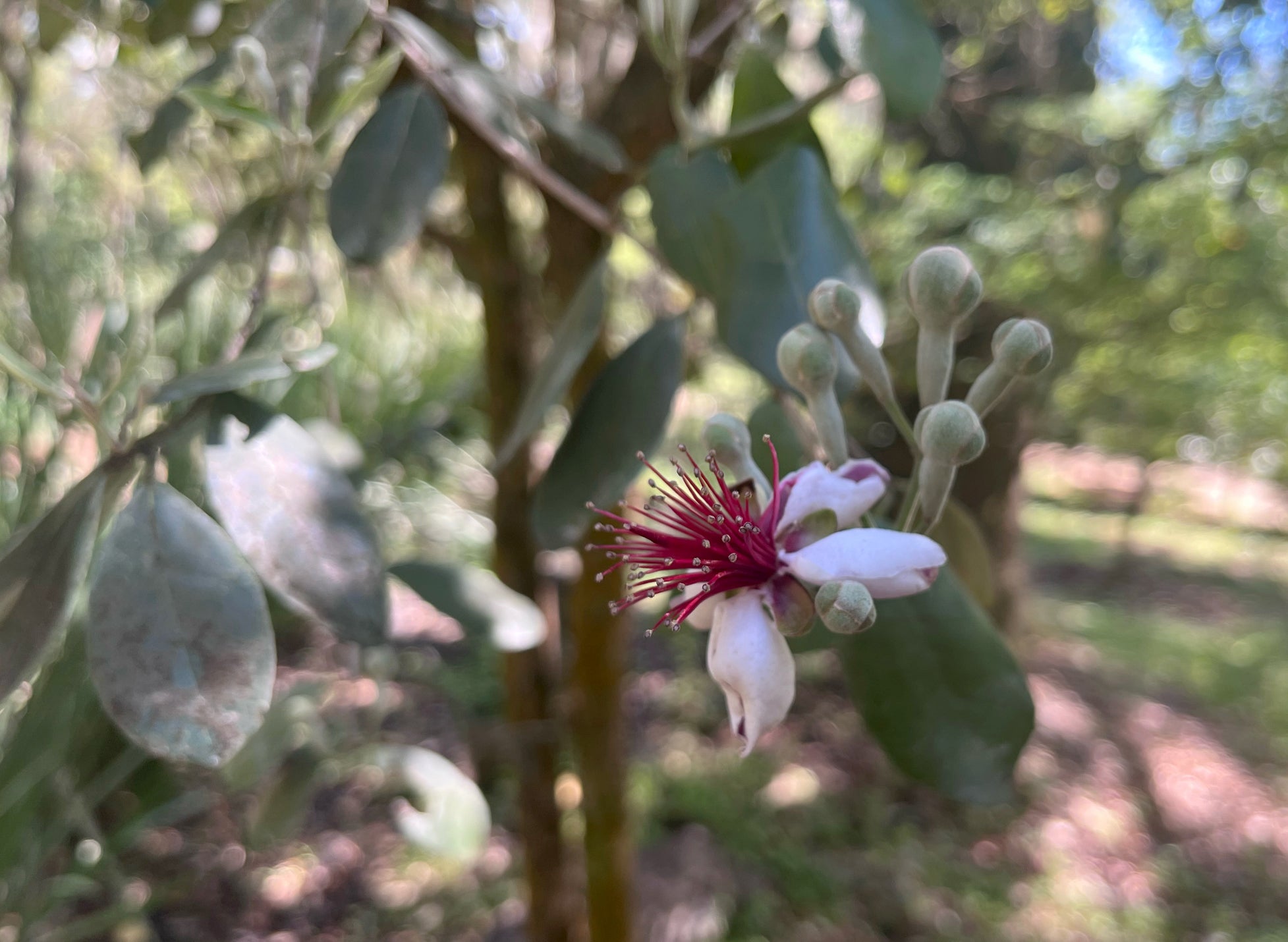 Fruiting Flowering Starter Group
