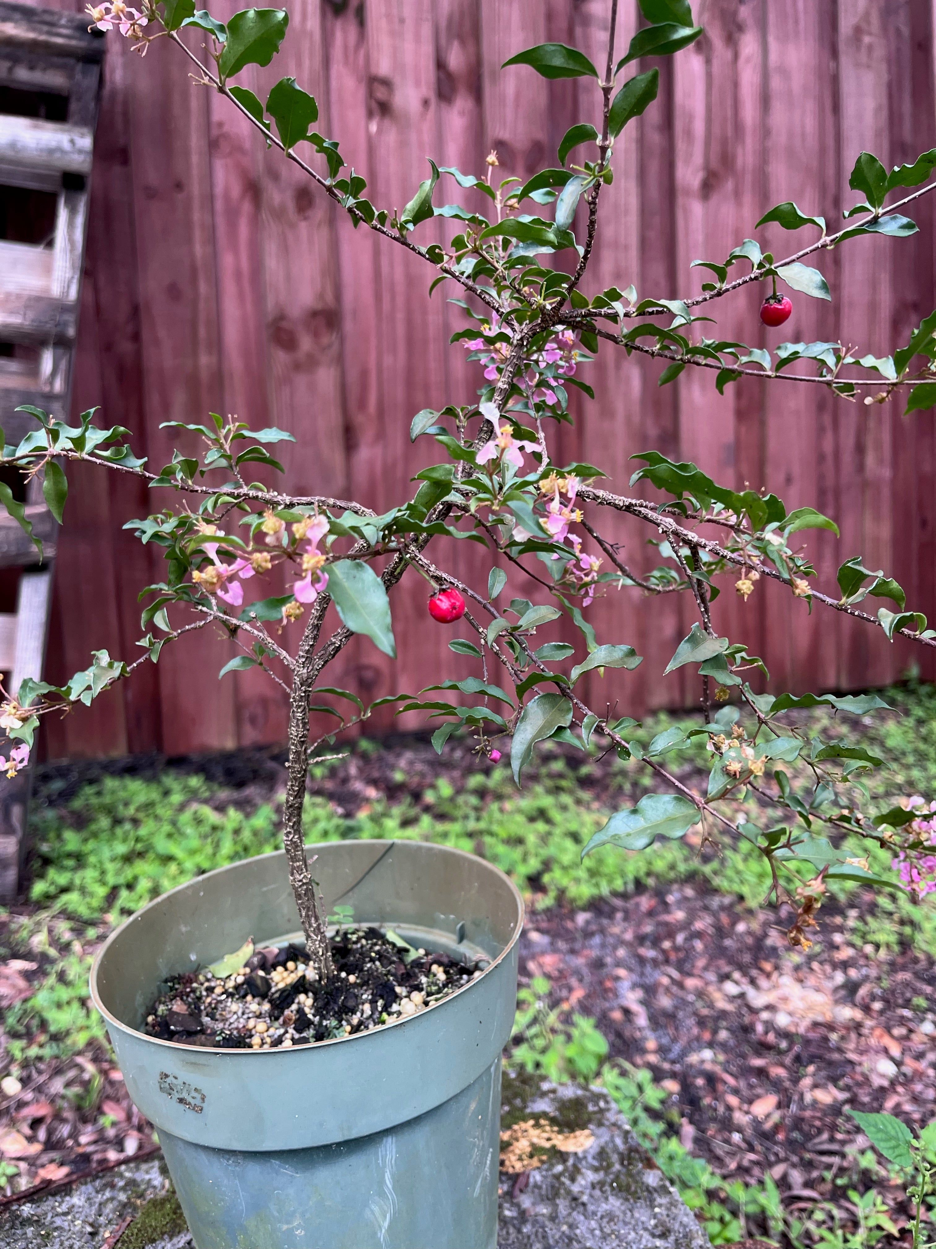 Assorted Dwarf Barbados Cherry Cuttings four inch