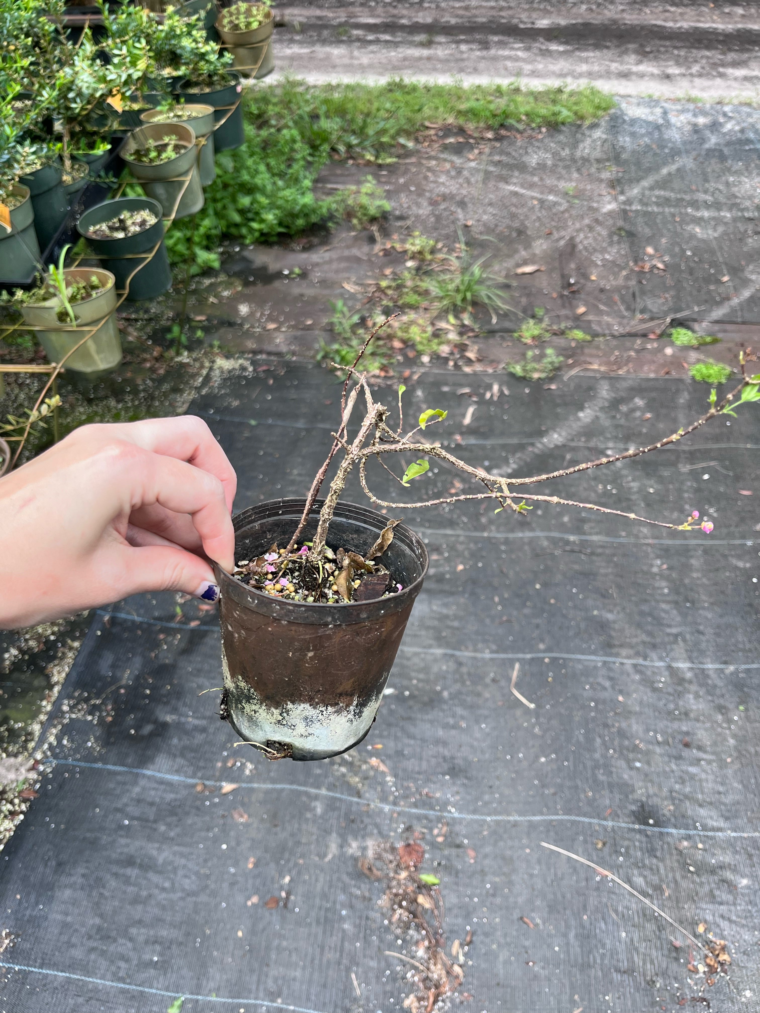 Assorted Dwarf Barbados Cherry Cuttings four inch
